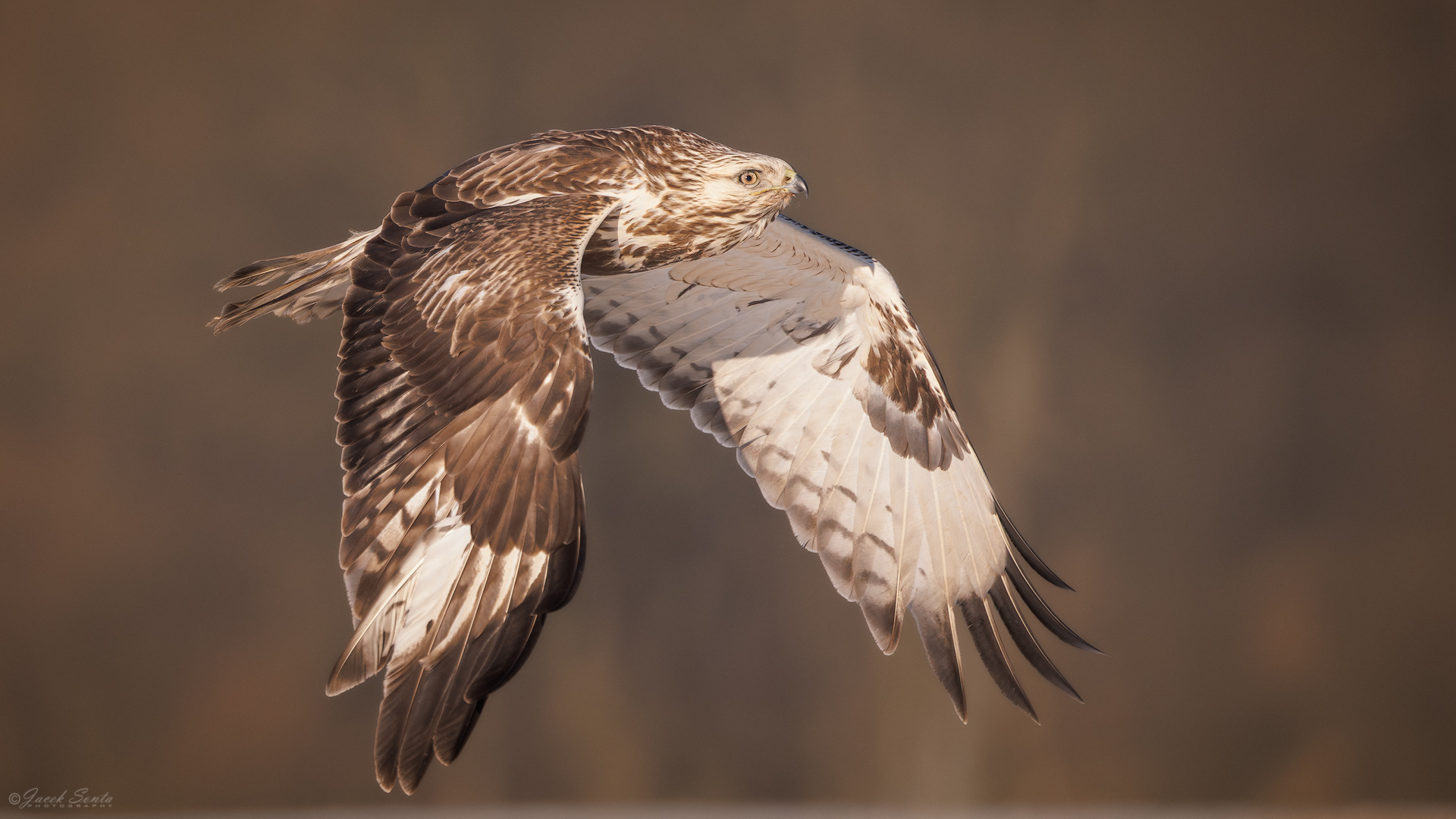 ID01022026 - Myszołów włochaty - Rough-legged Buzzard #2