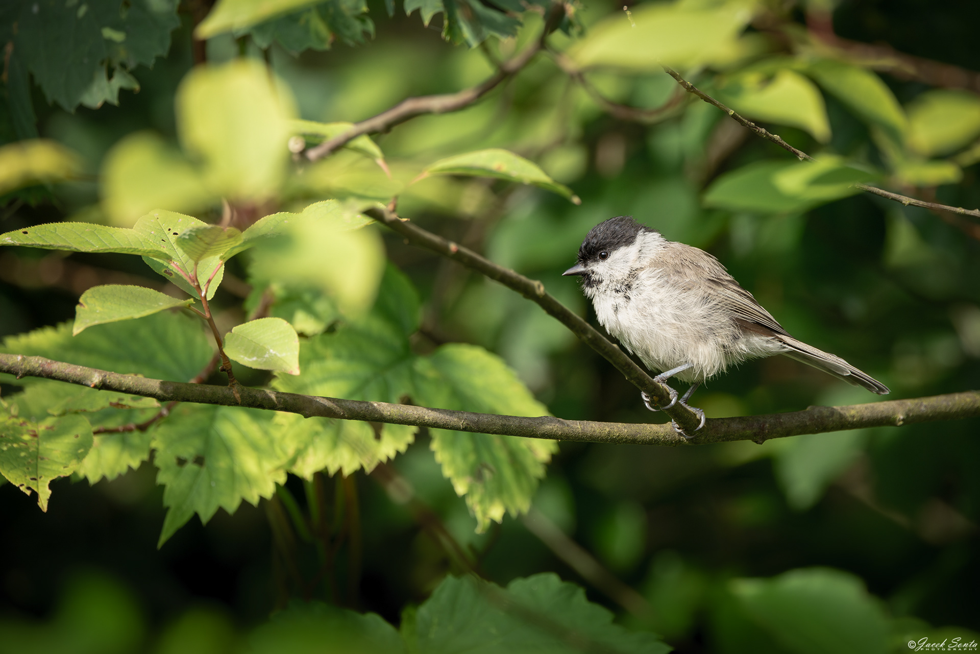 ID190725 - Sikora uboga