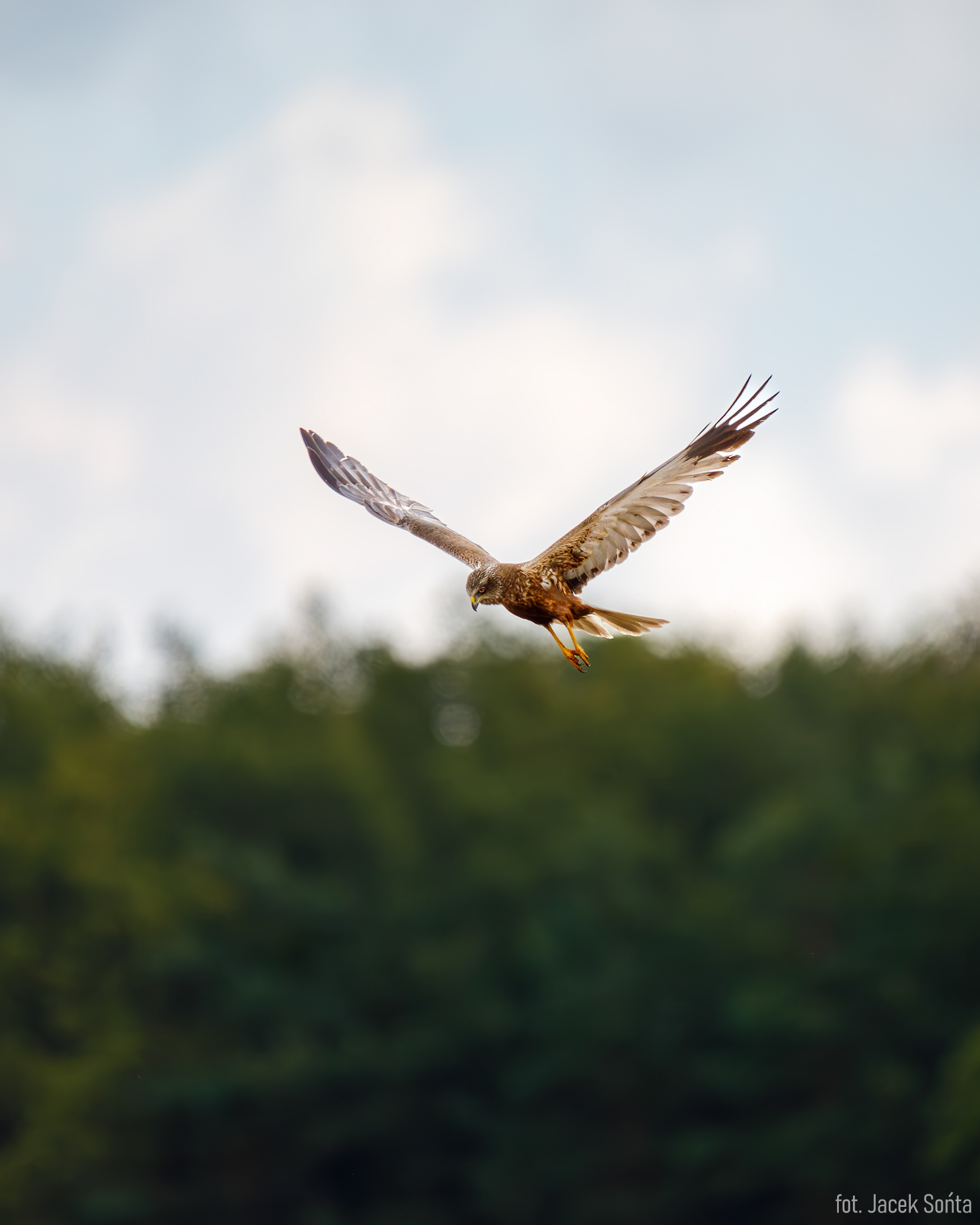 ID290723-Błotniak stawowy