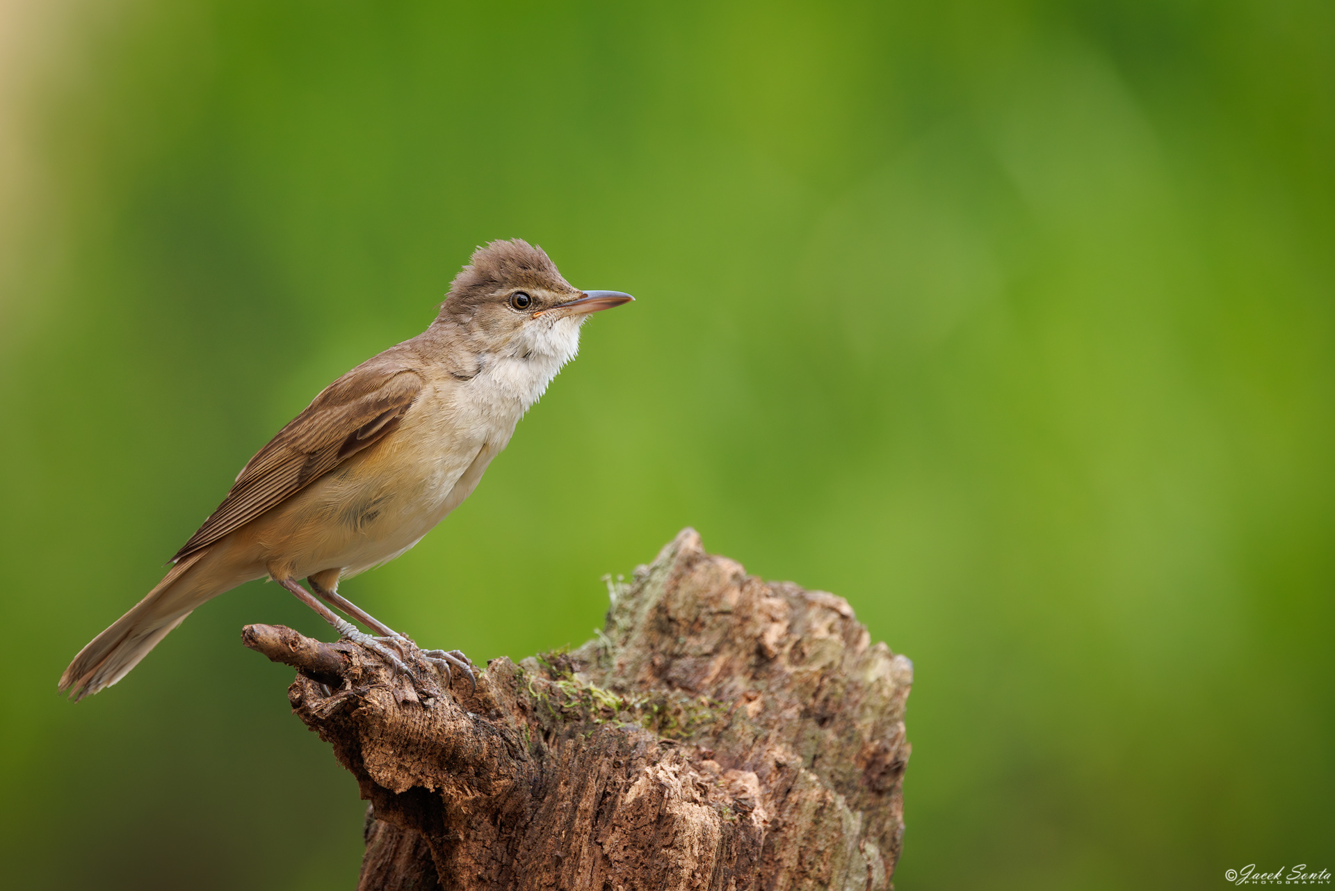 ID010625 - Trzciniak - Reed Warbler #2