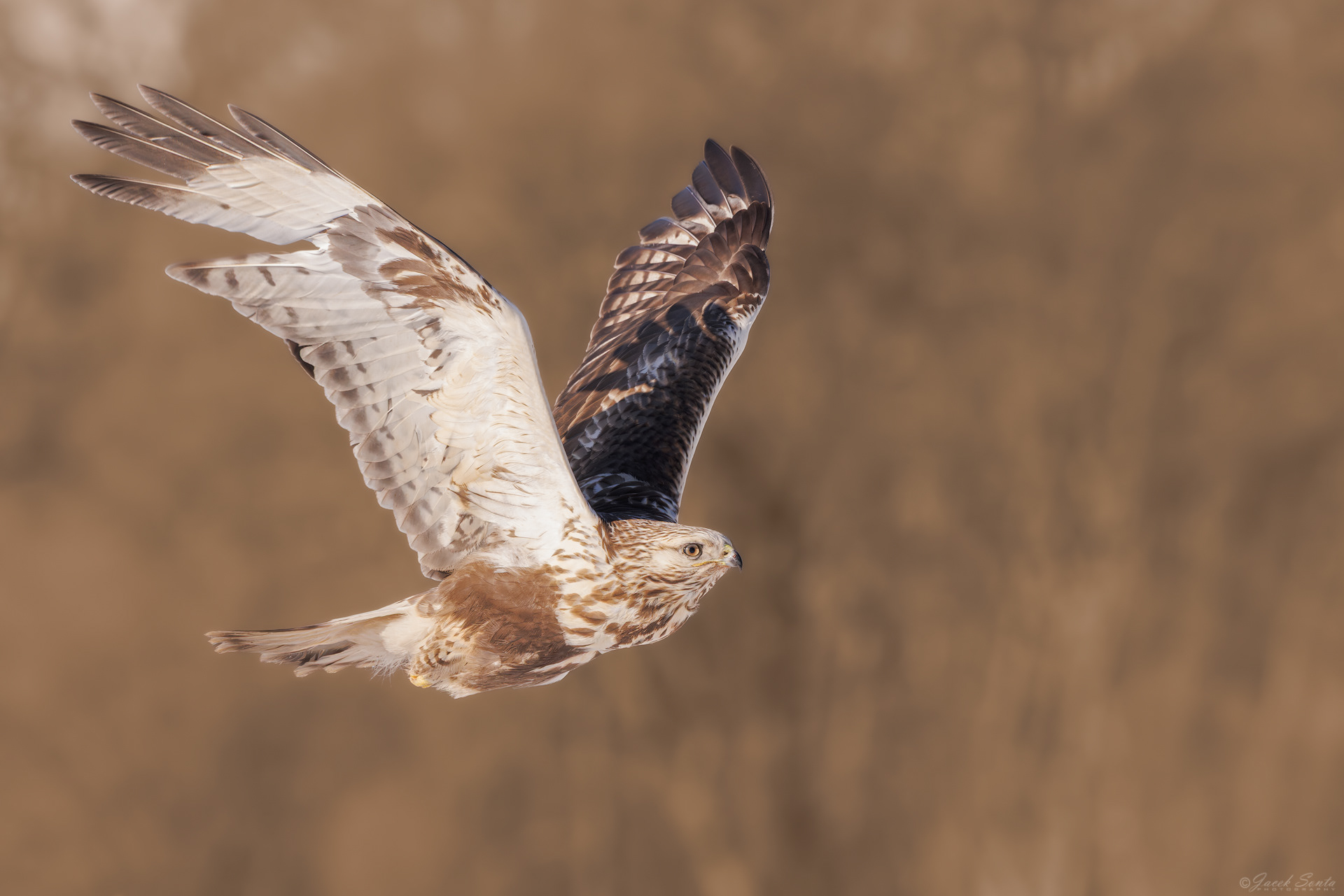 ID01022026 - Myszołów włochaty - Rough-legged Buzzard