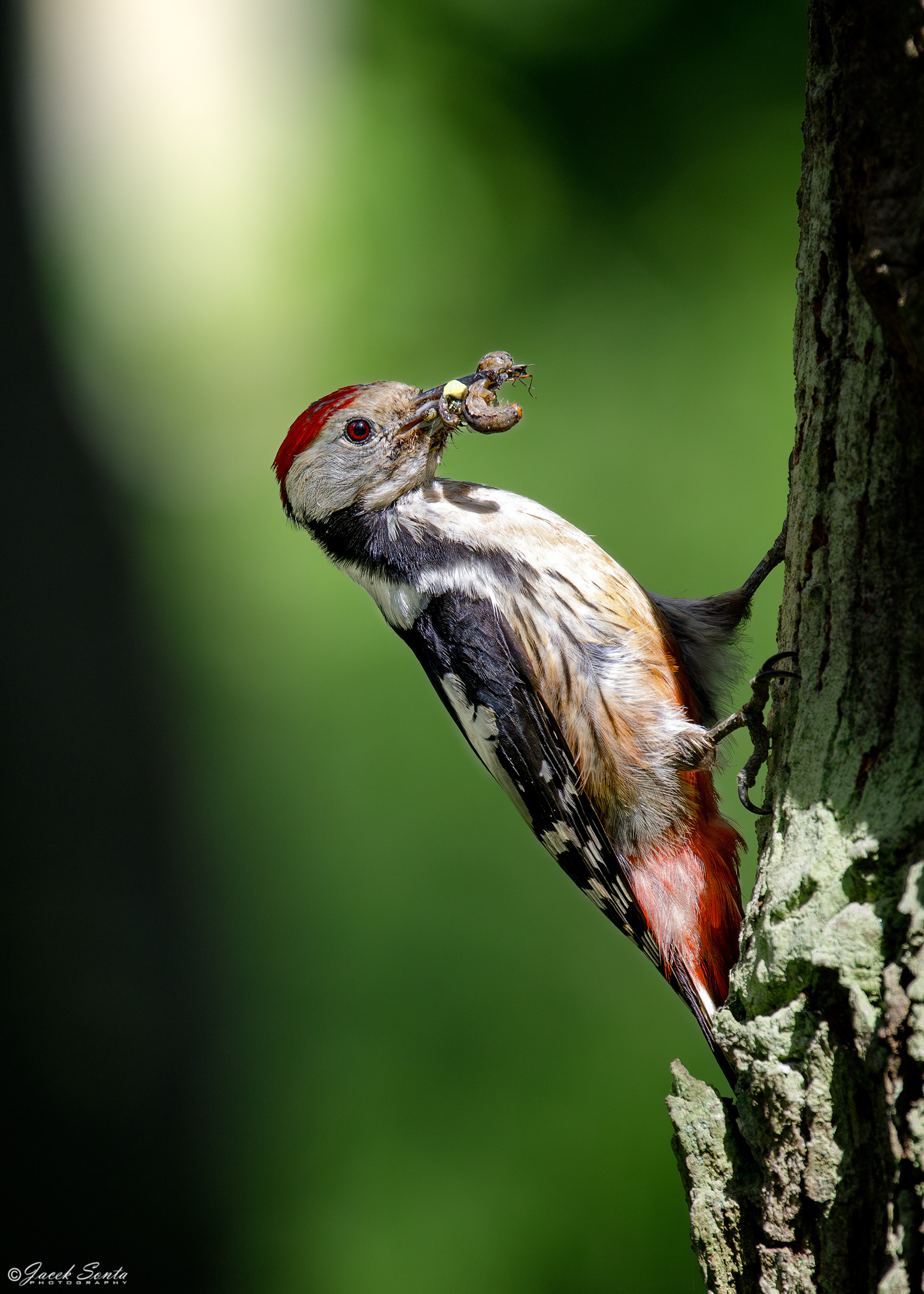 ID250524 - Dzięcioł średni - Middle spotted woodpecker