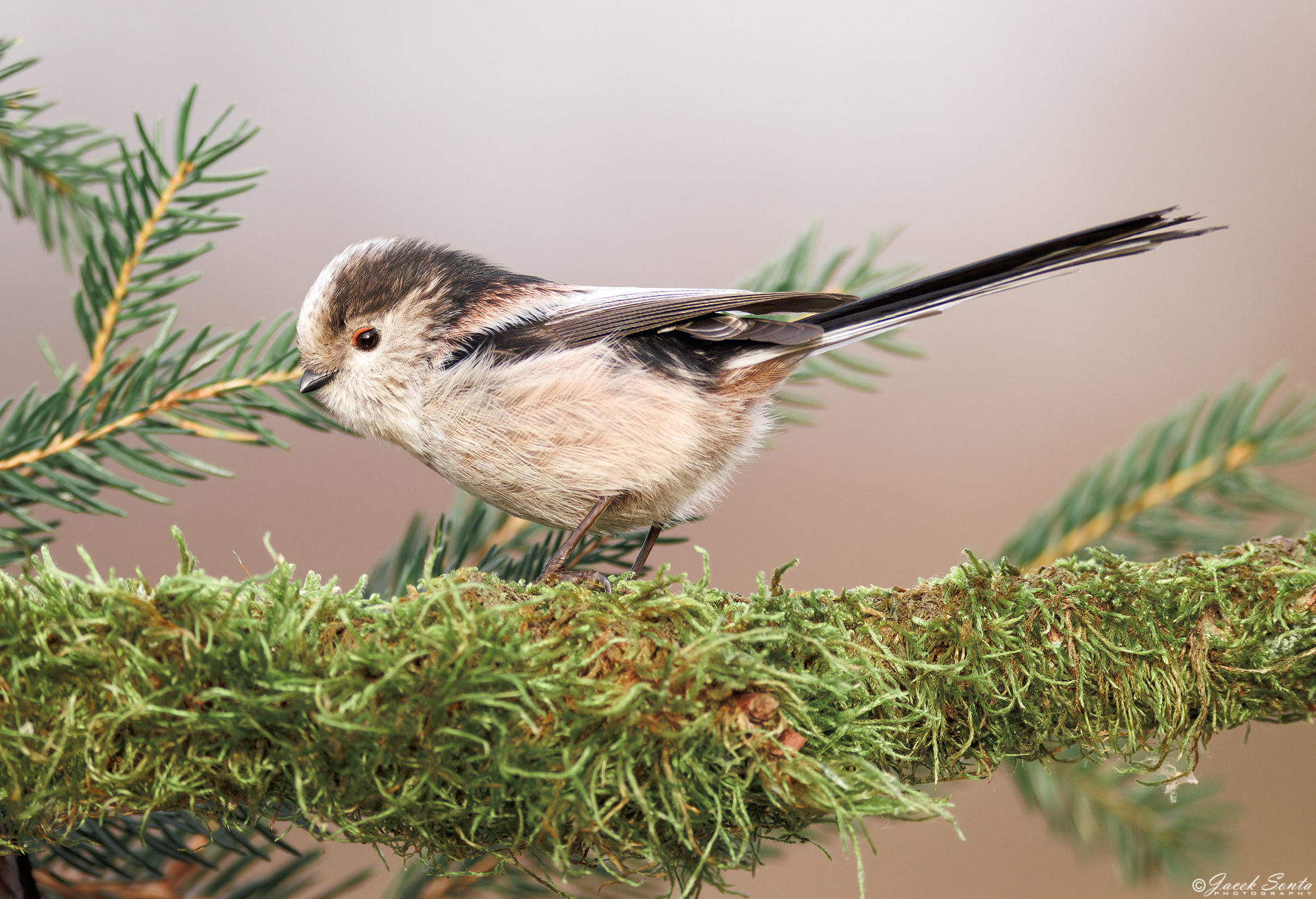 ID270125 - Raniuszek #2