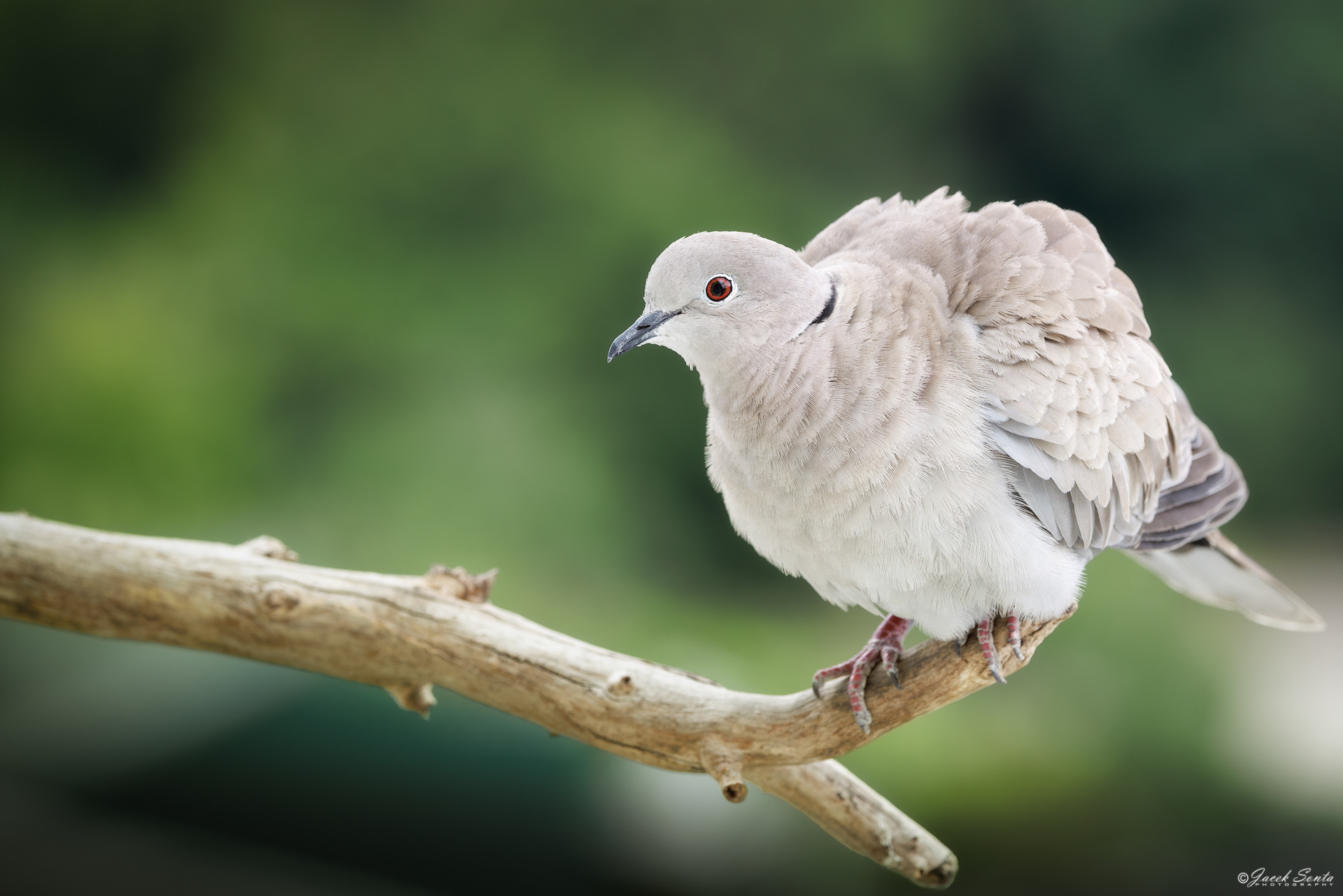 ID110626 - Sierpówka Synogarlica turecka-Streptopelia decaocto-Eurasian Collared Dove