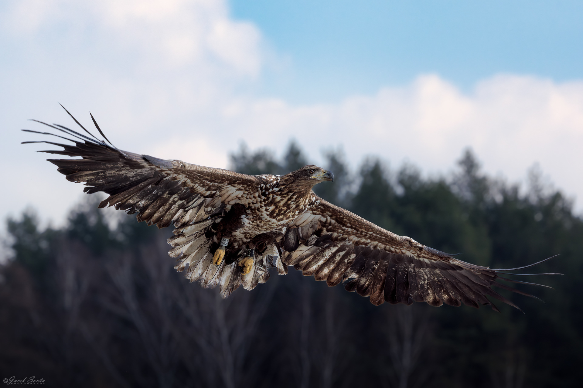 ID190326 - Bielik-Haliaeetus albicilla-White-tailed eagle