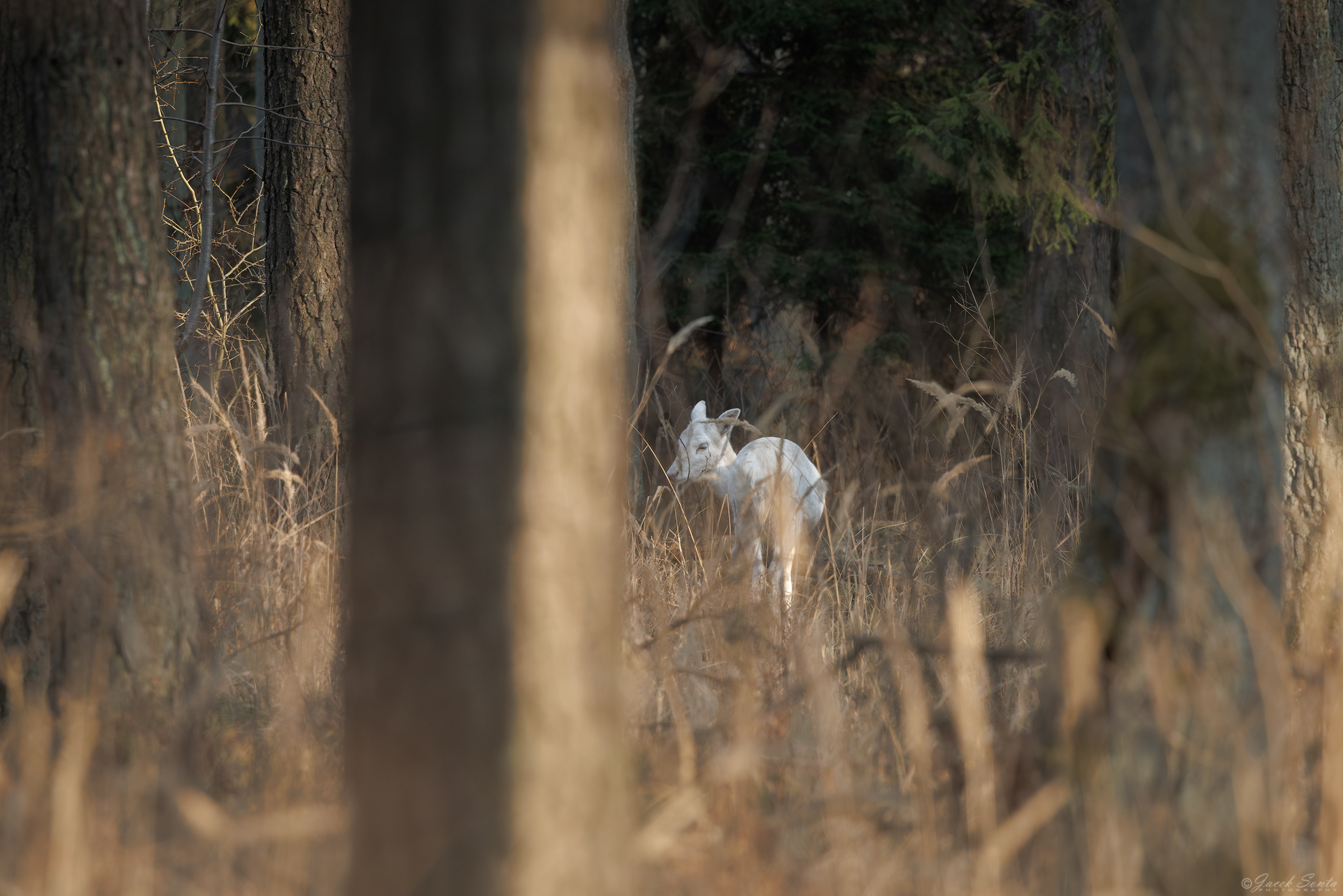 ID130326 - Daniel albinos
