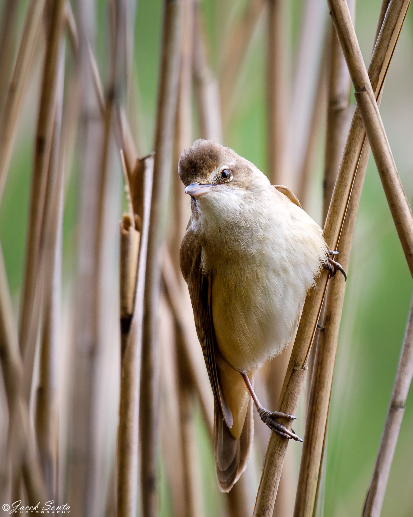 ID090524 - Trzciniak #2