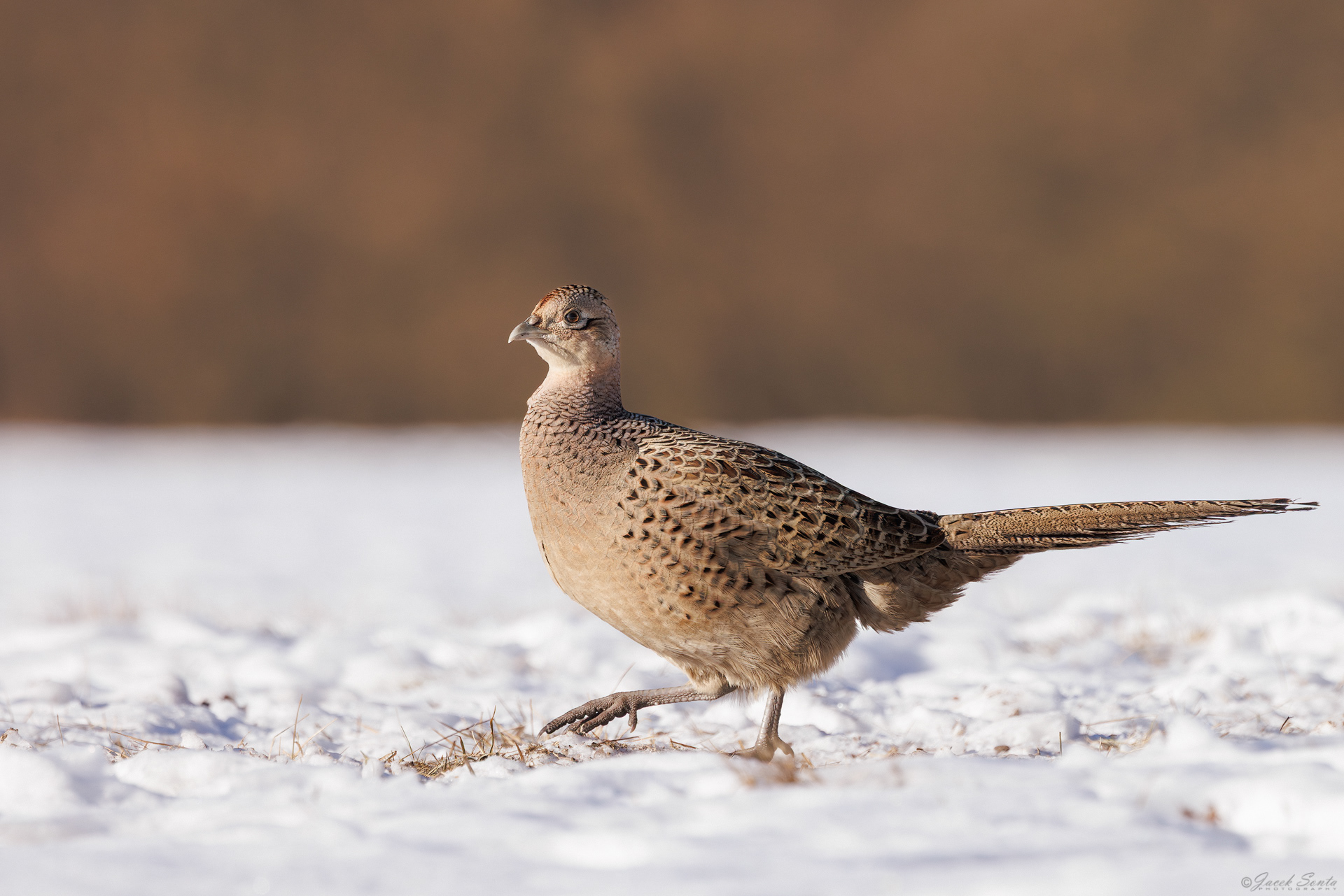 ID01022026 - Bażant - Pheasant female