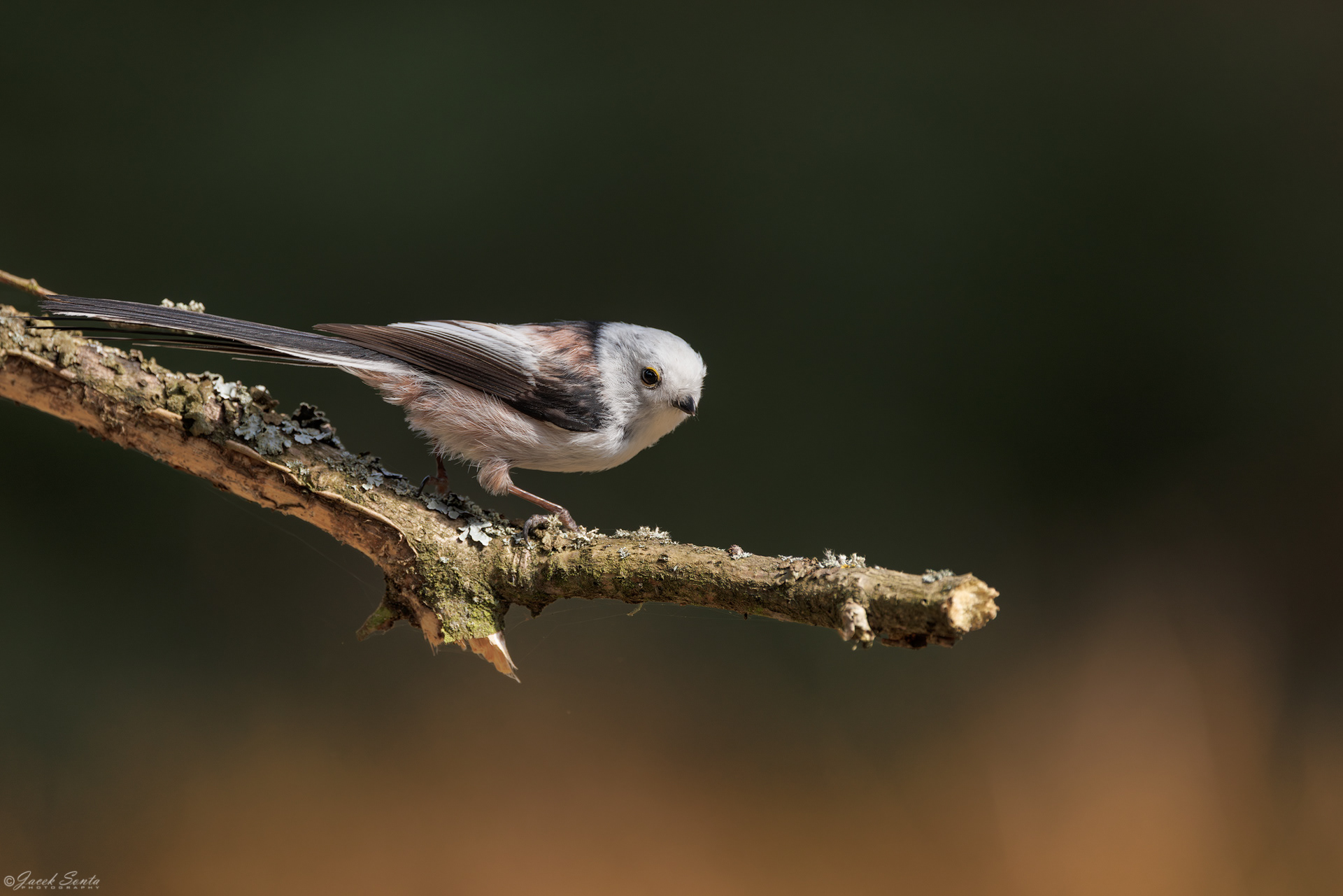 ID120426 - Raniuszek-Aegithalos caudatus-Long-tail tit