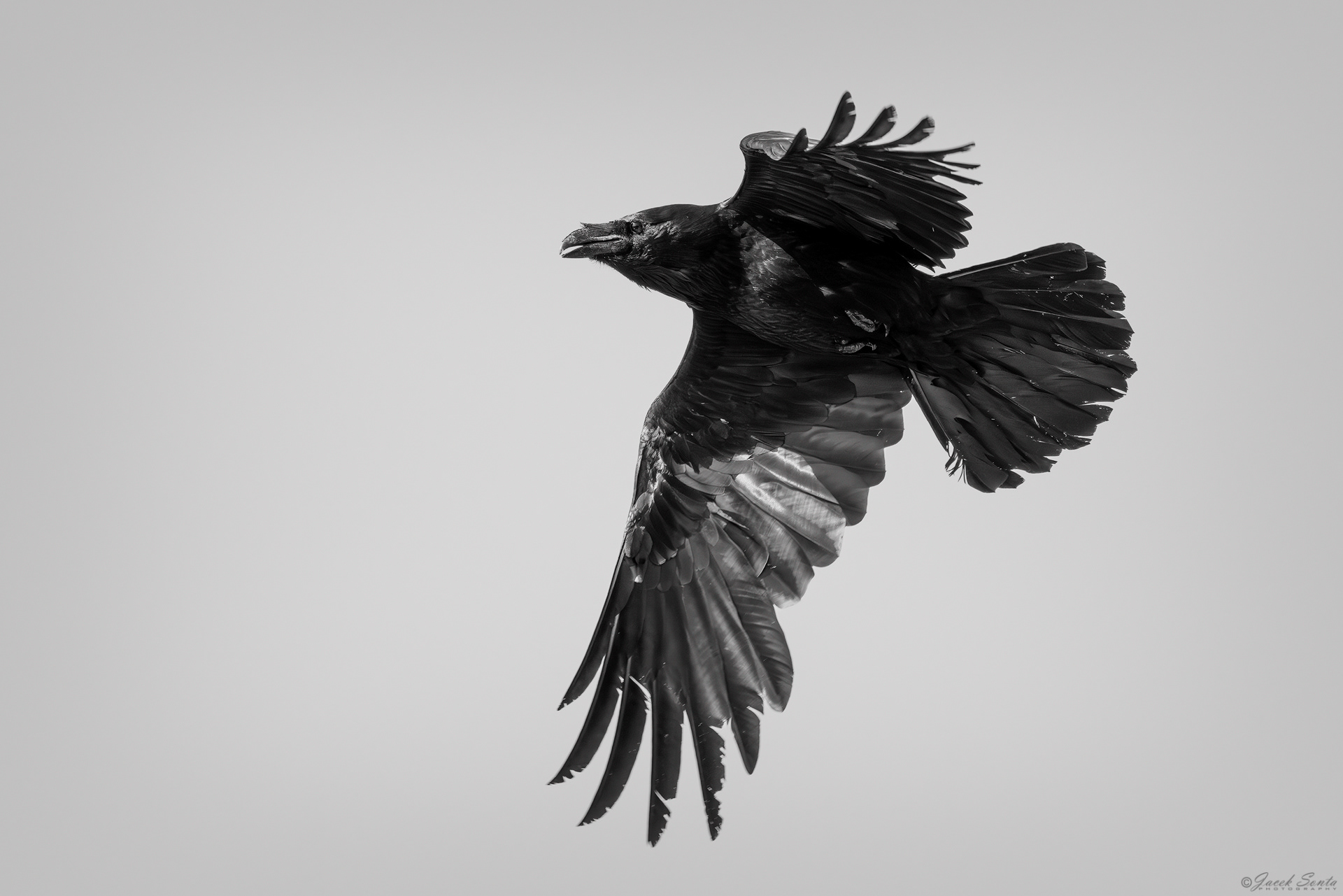 ID220426 - Kruk-Corvus corax-Rave
