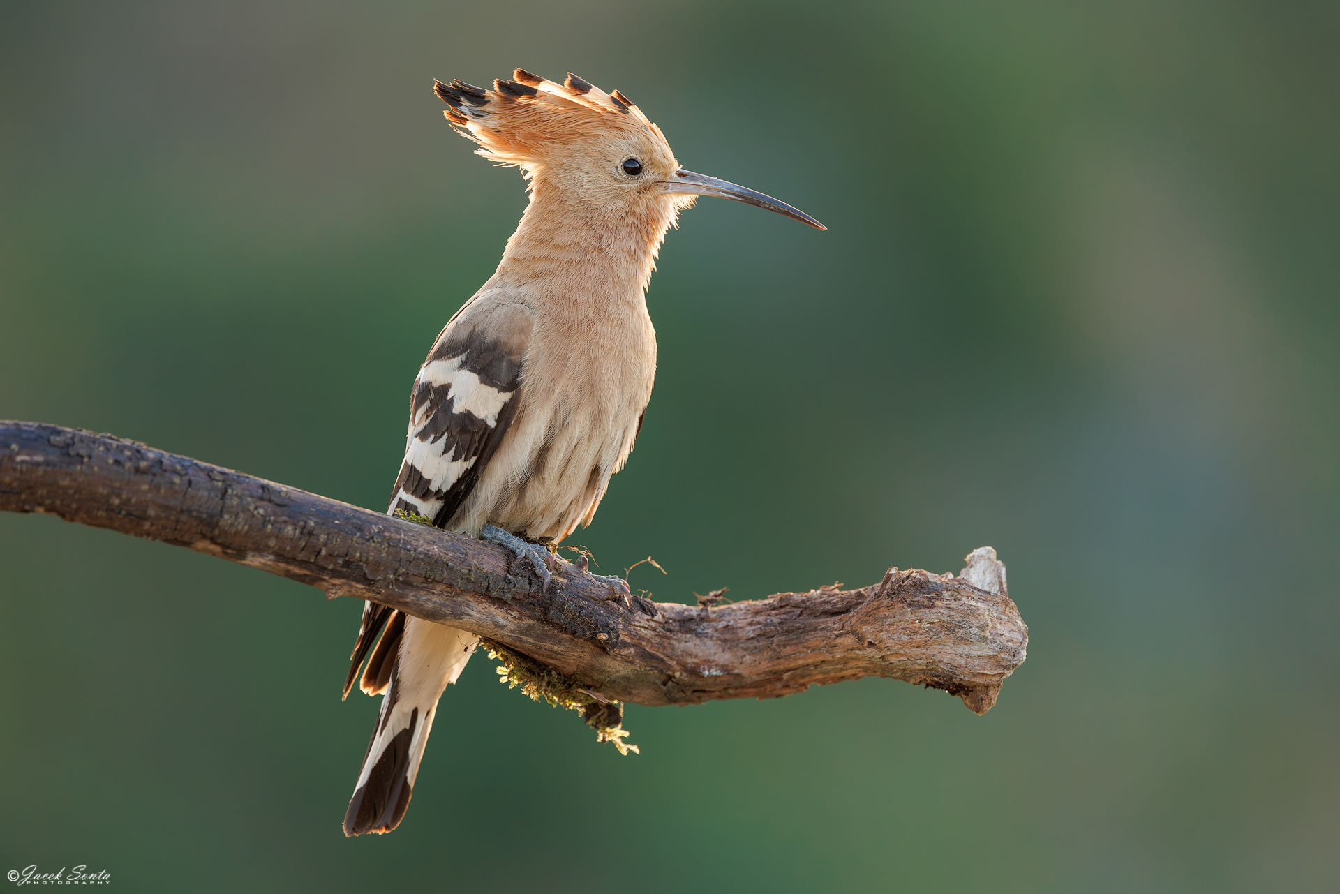 ID270626 - Dudek-Upupa epops-Hoopoe
