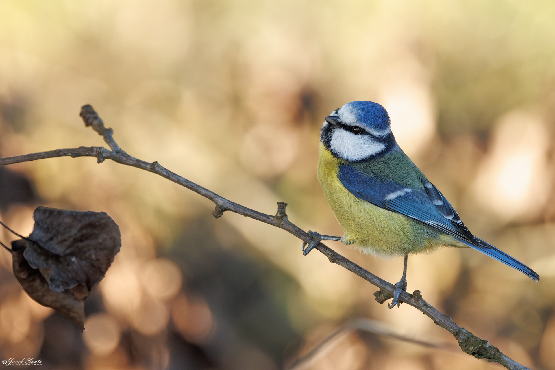 ID191225 - Modraszka - Blue tit #4