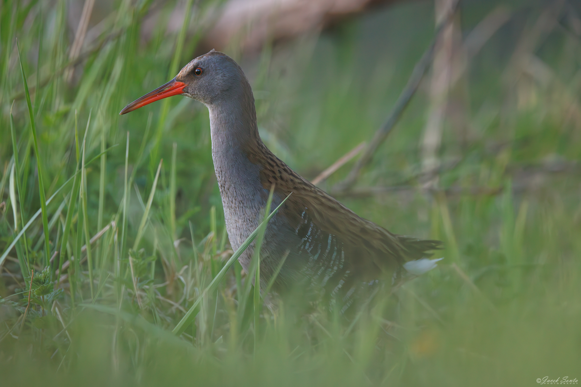 ID020526 - Wodnik-Rallus aquaticus-Water rail