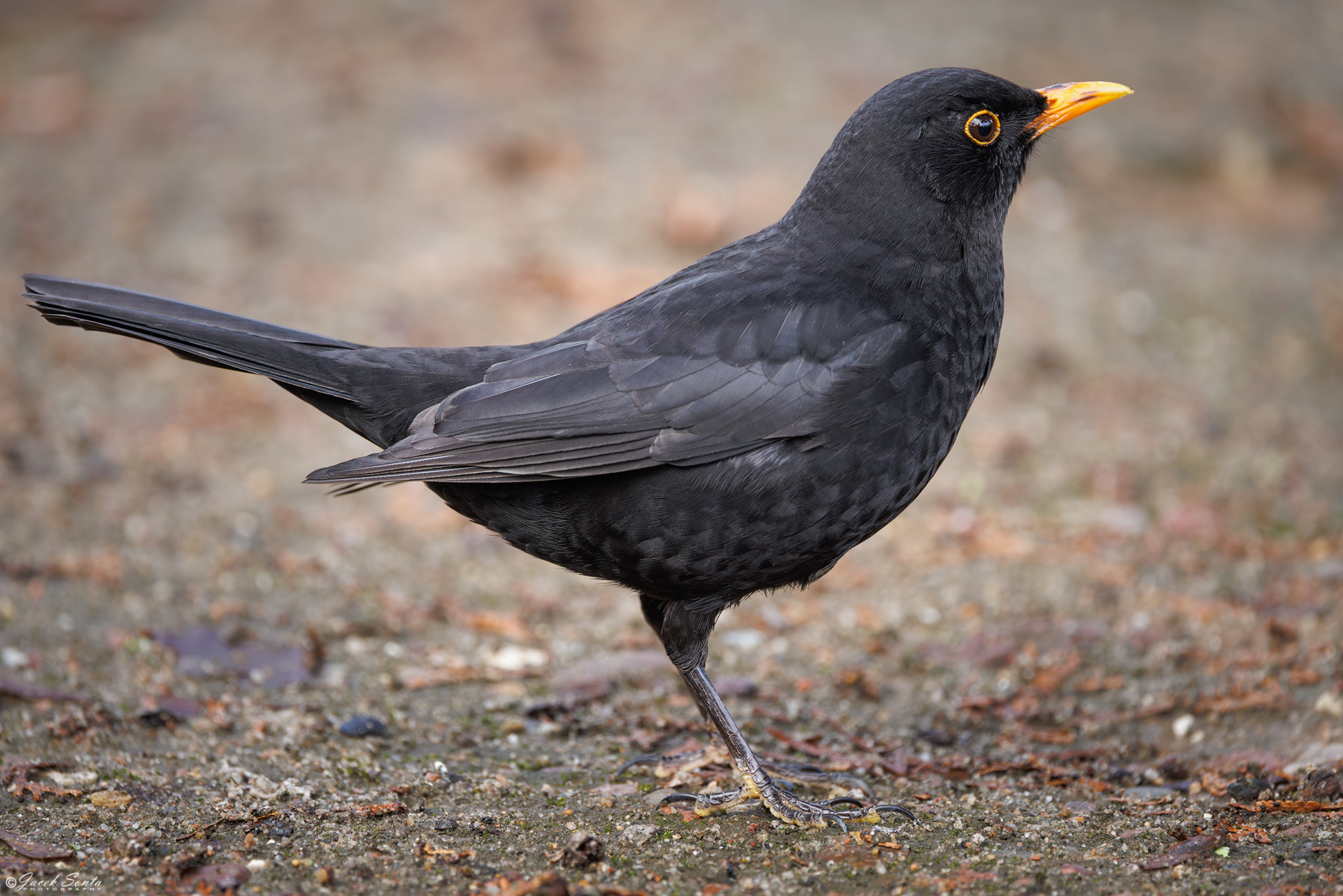 ID230226 - Kos - Blackbird