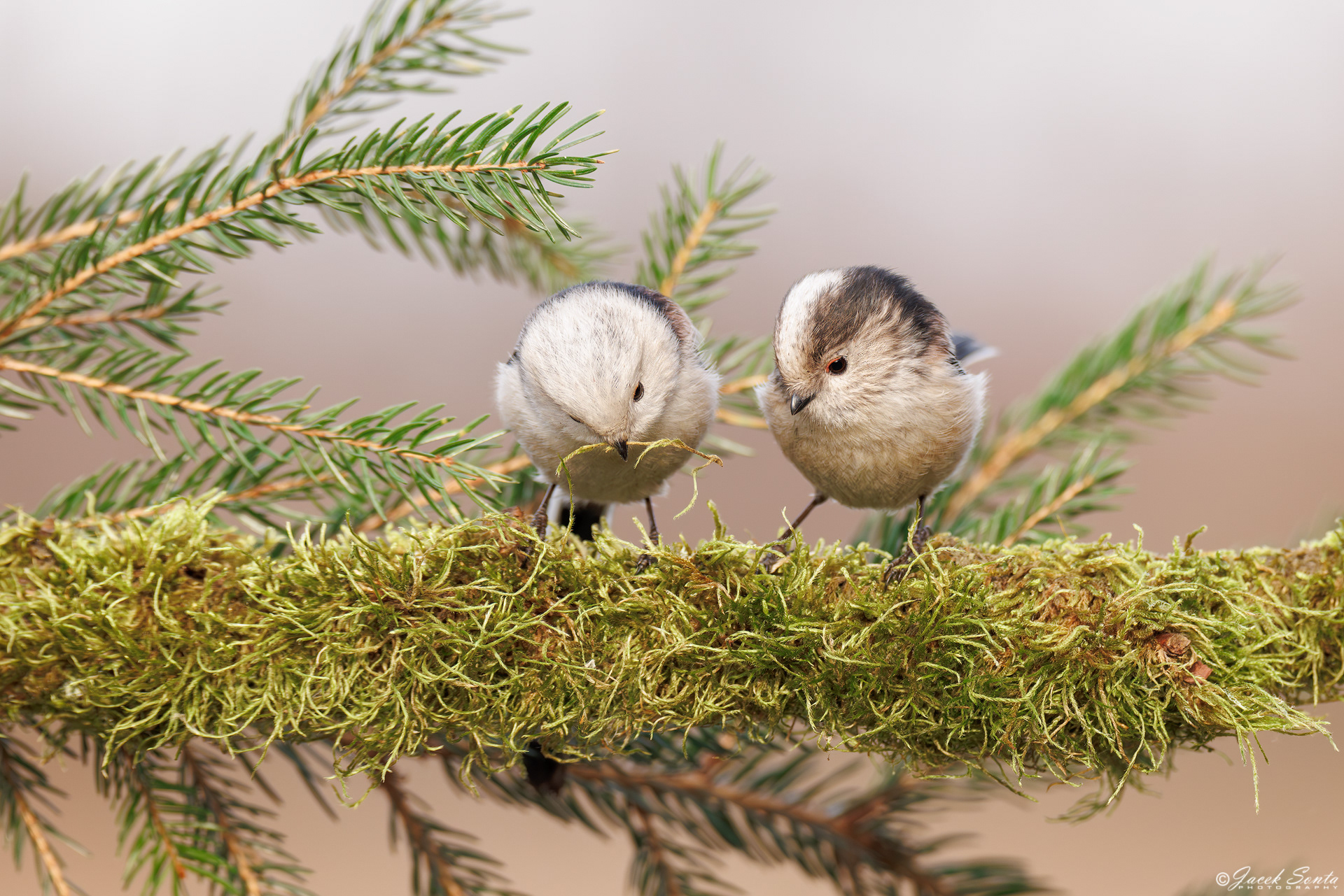 ID270125 - Raniuszek