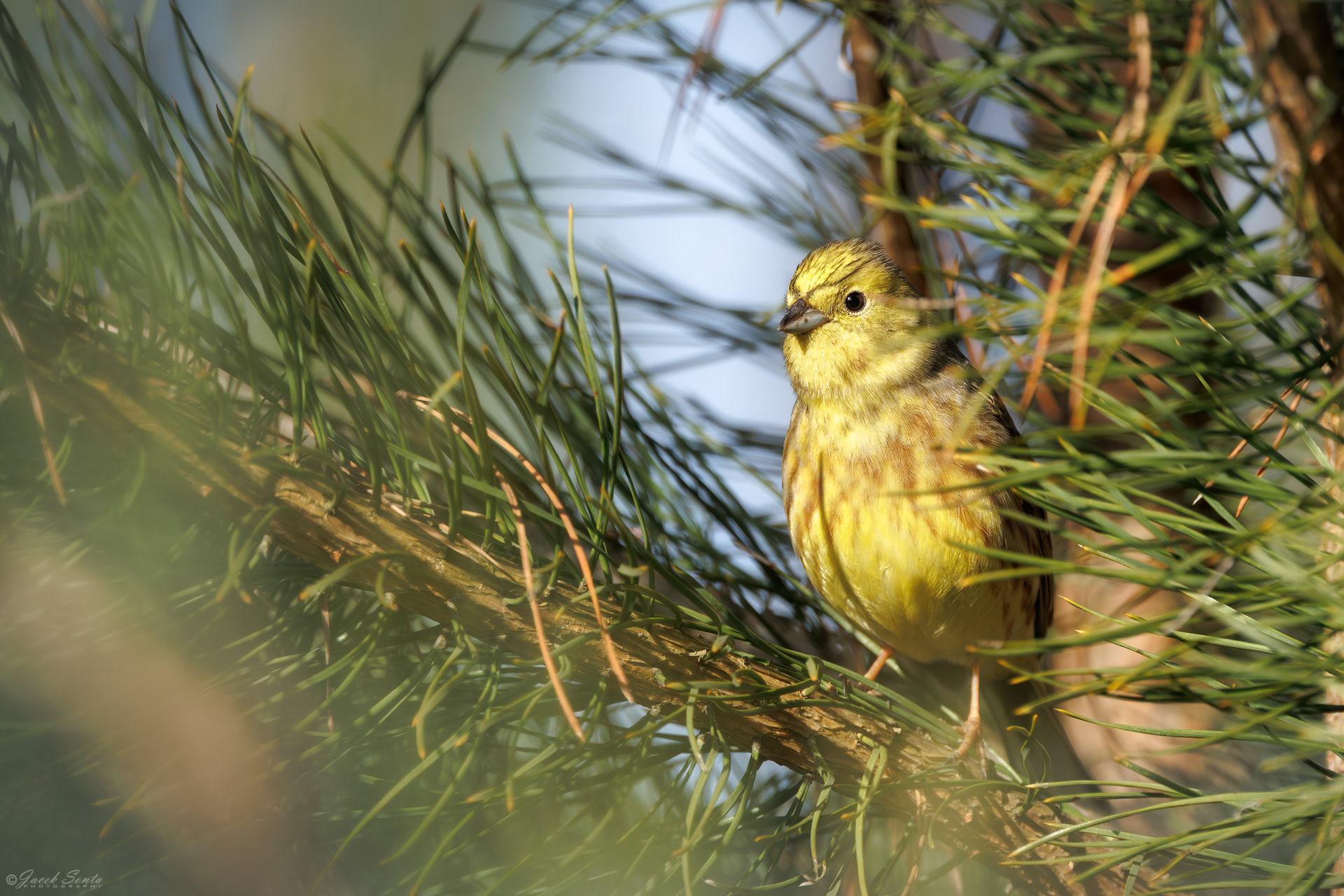 ID050326 - Trznadel - Yellowhammer