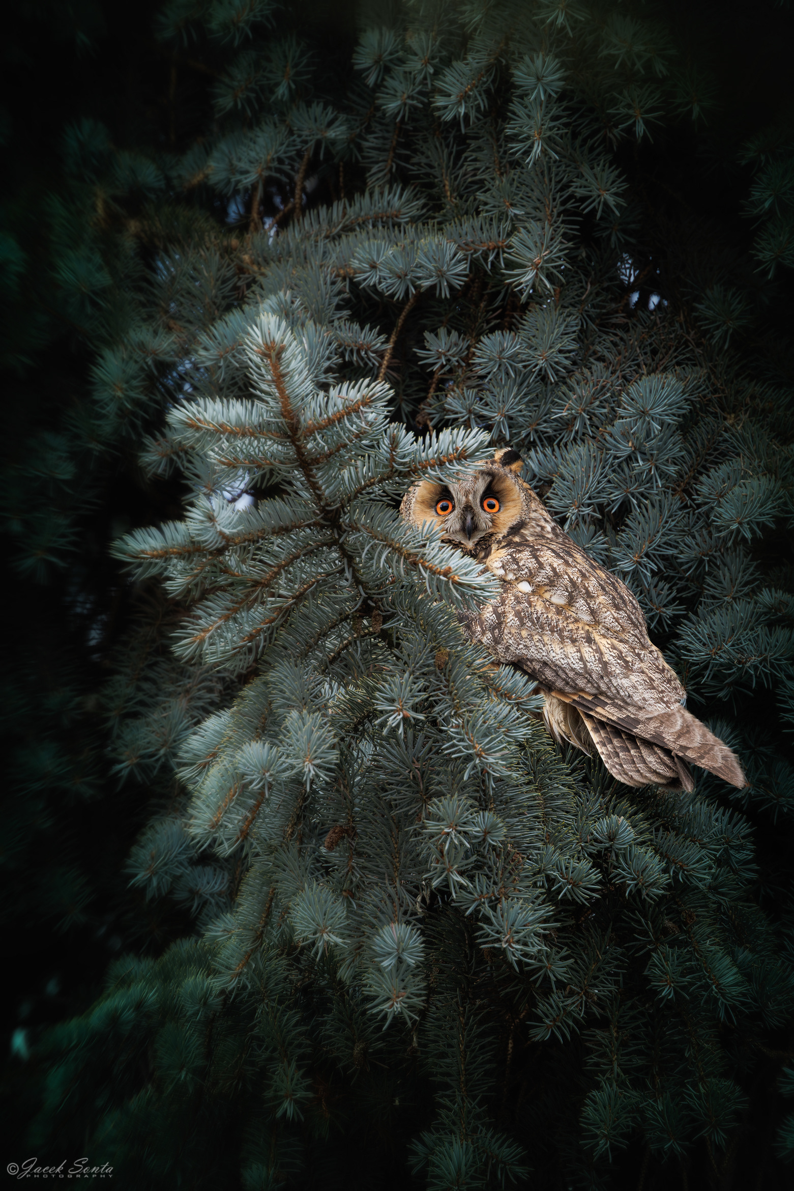 ID250226 - Sowa uszata - Long-eared owl #2