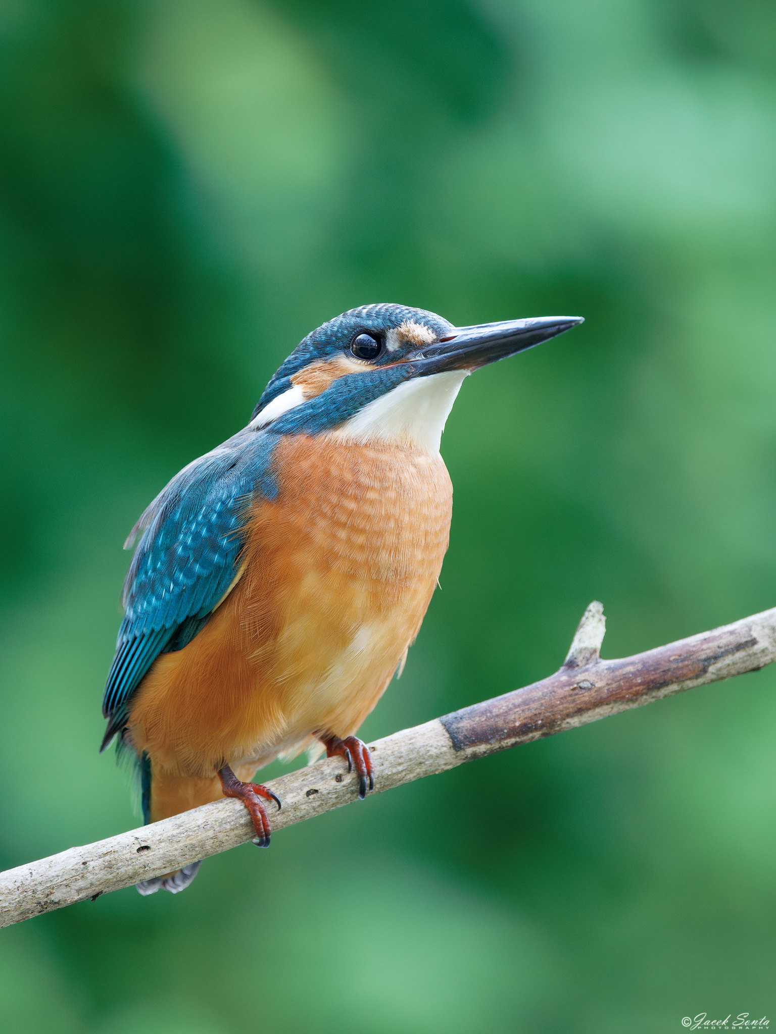 ID 170825 - Zimorodek - King fisher female #3