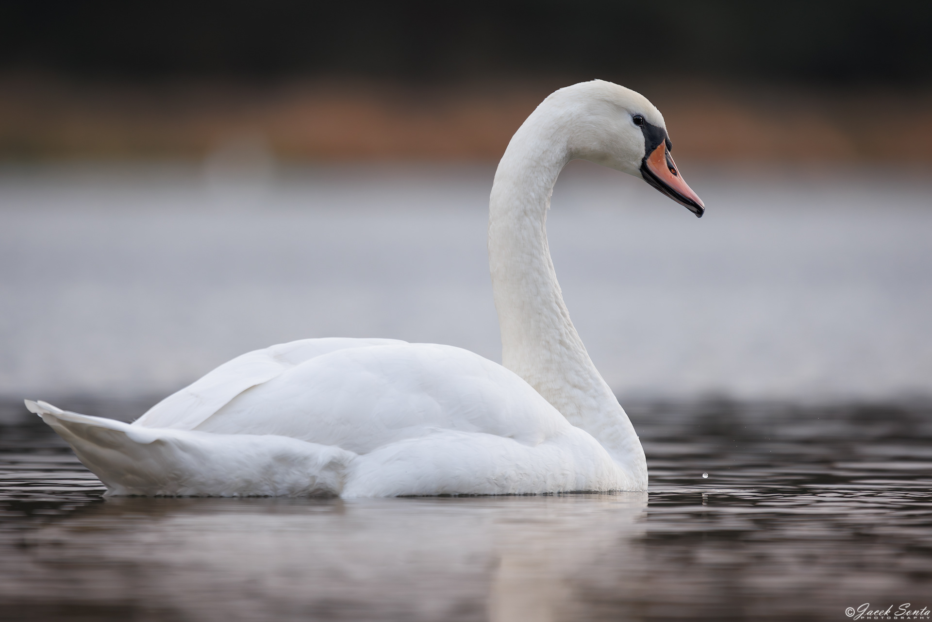 ID211224 - Łabędż niemy