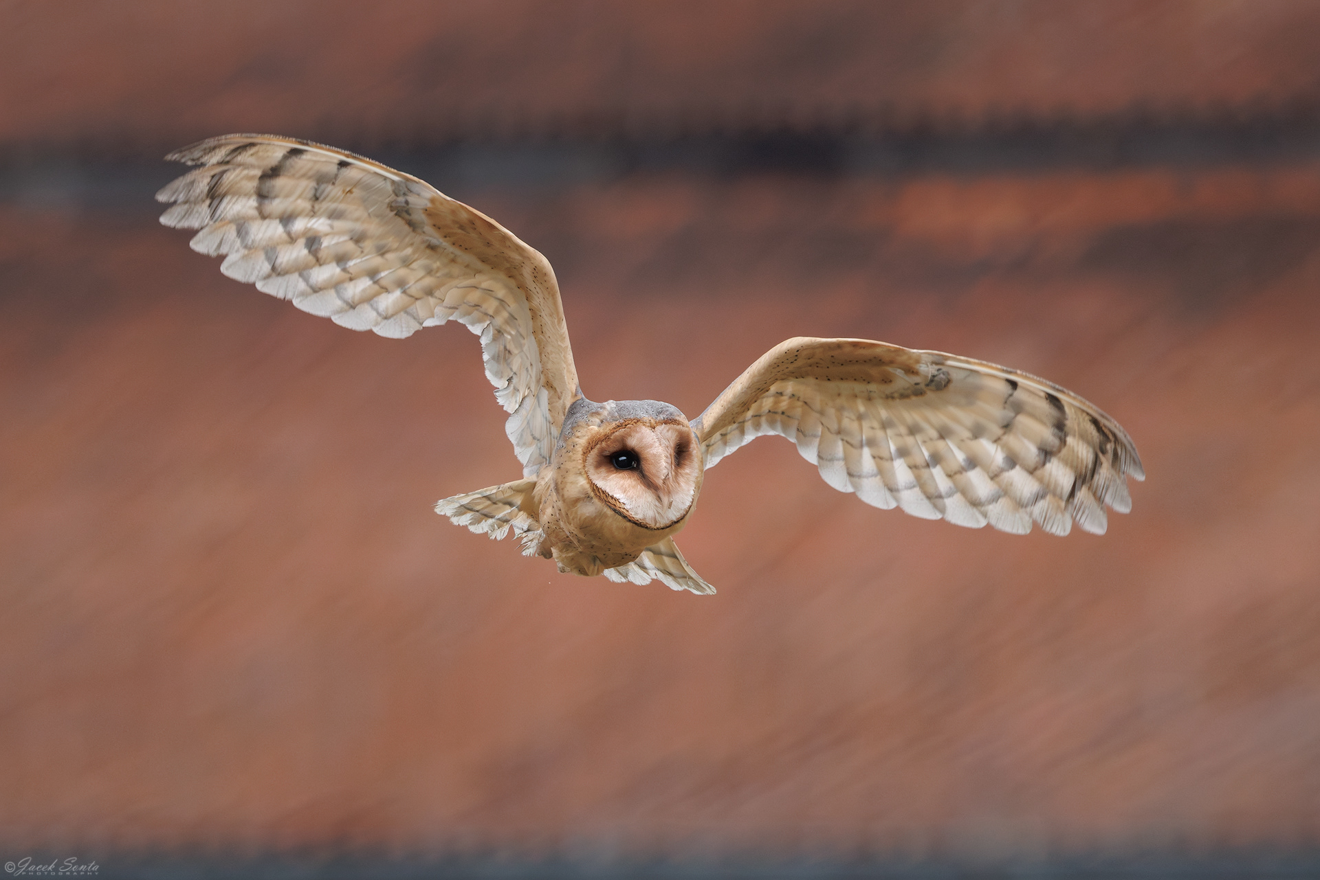 ID170326 - Płomykówka-Tyto alba-Barn owl #3