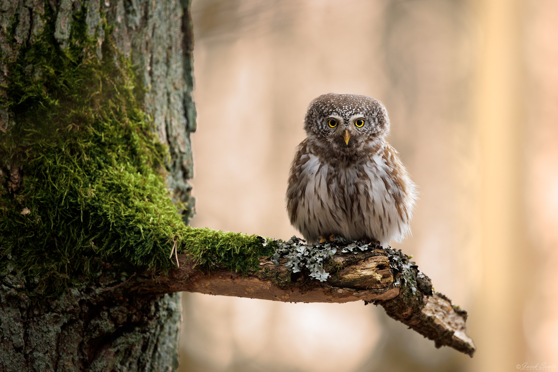 ID270326 - Sóweczka-Glaucidium passerinum-Eurasian pygmy owl #3