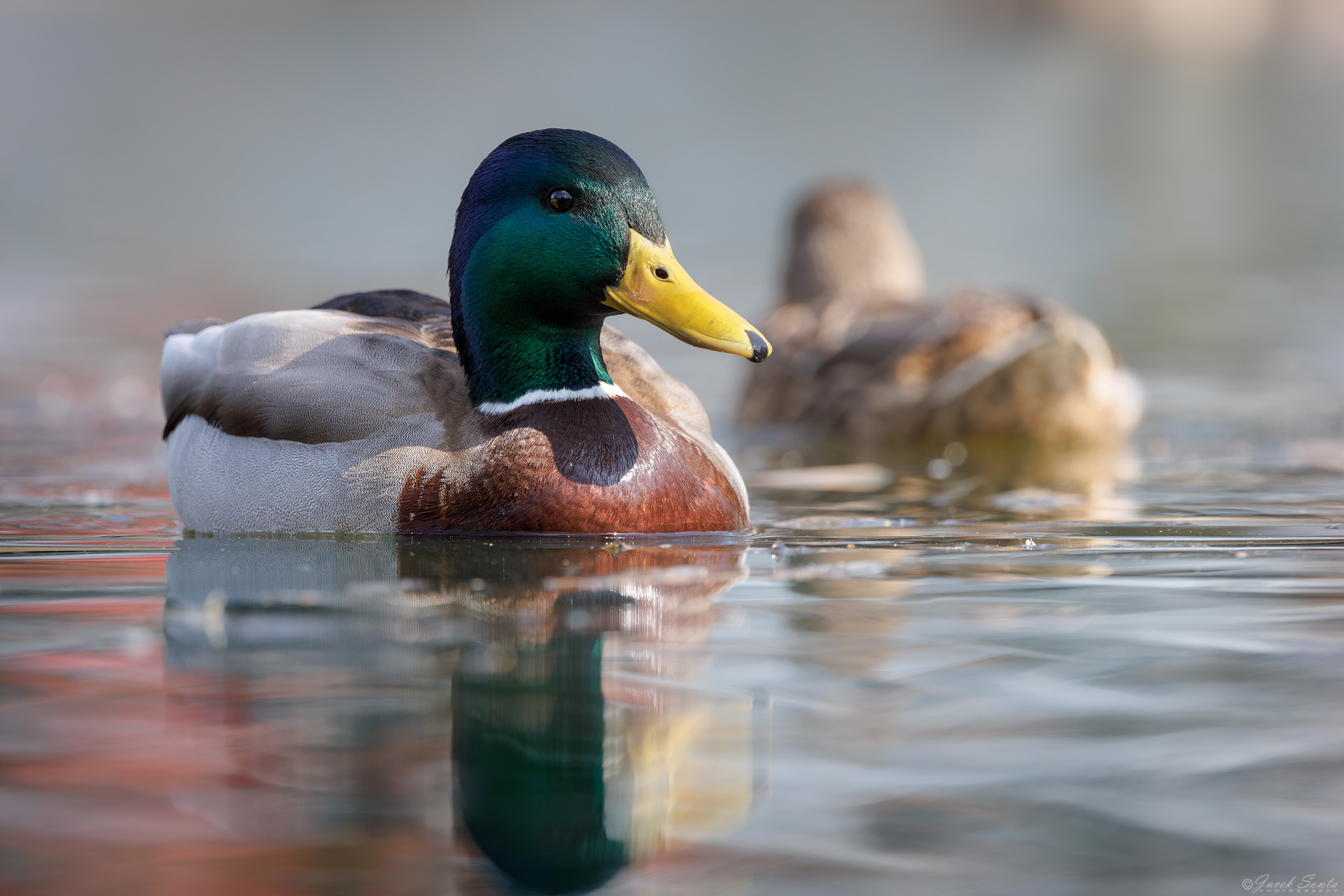 ID180326 - Krzyżówka-Anas platyrhynchos-Mallard duck