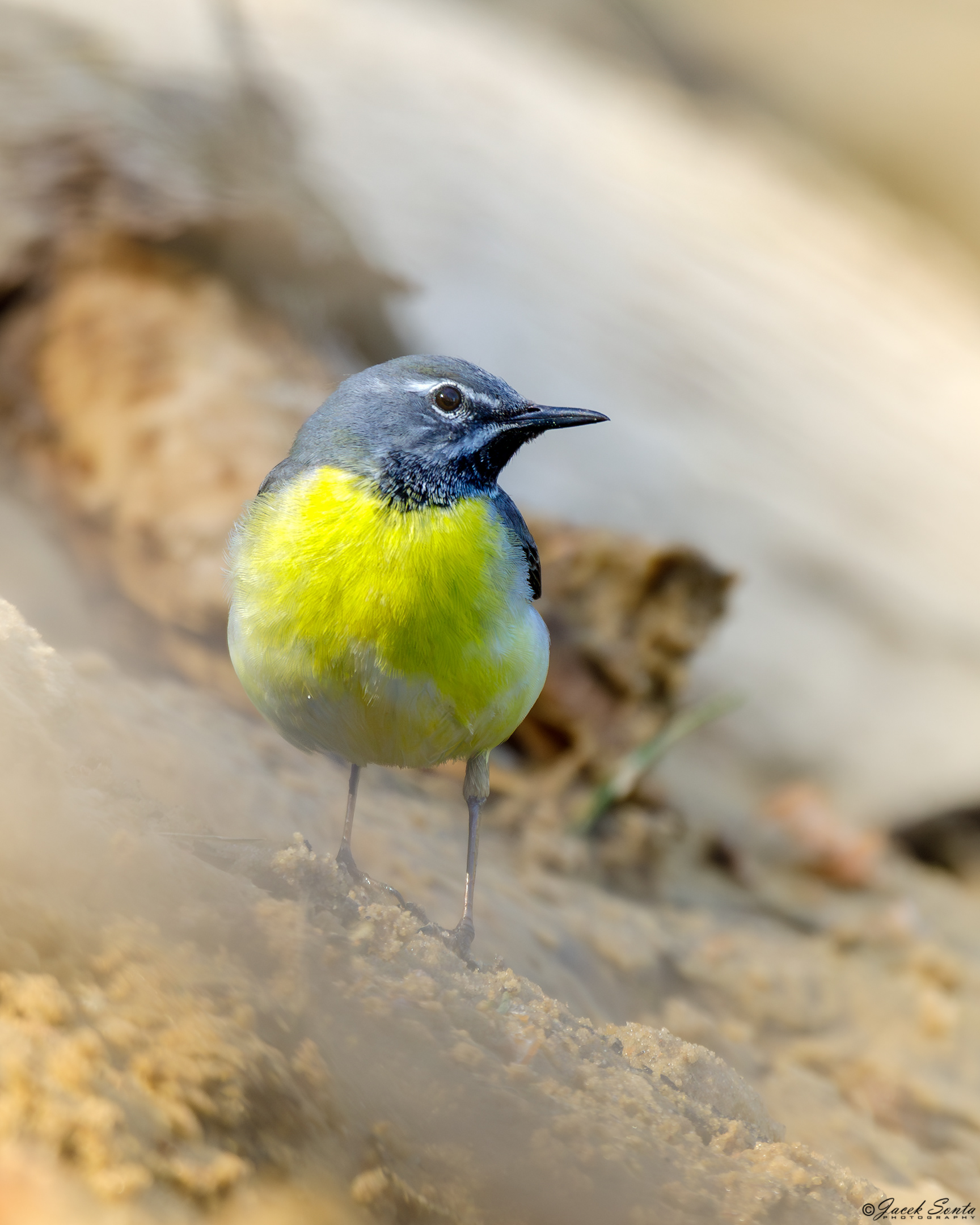 ID020524-Yellow wagtail - Pliszka żółta