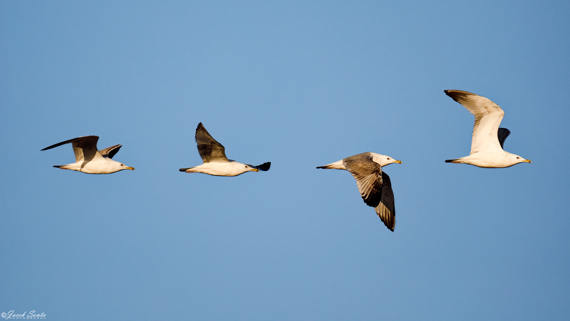 ID271223-Mewa srebrzysta