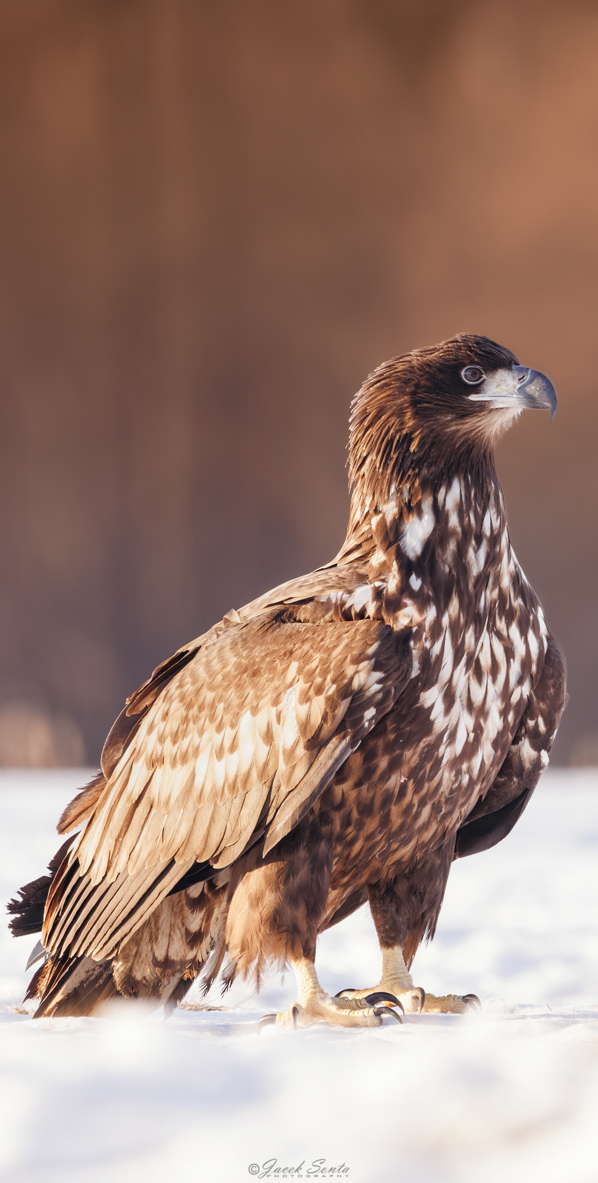 ID01022026 - Bielik - White-tailed eagle