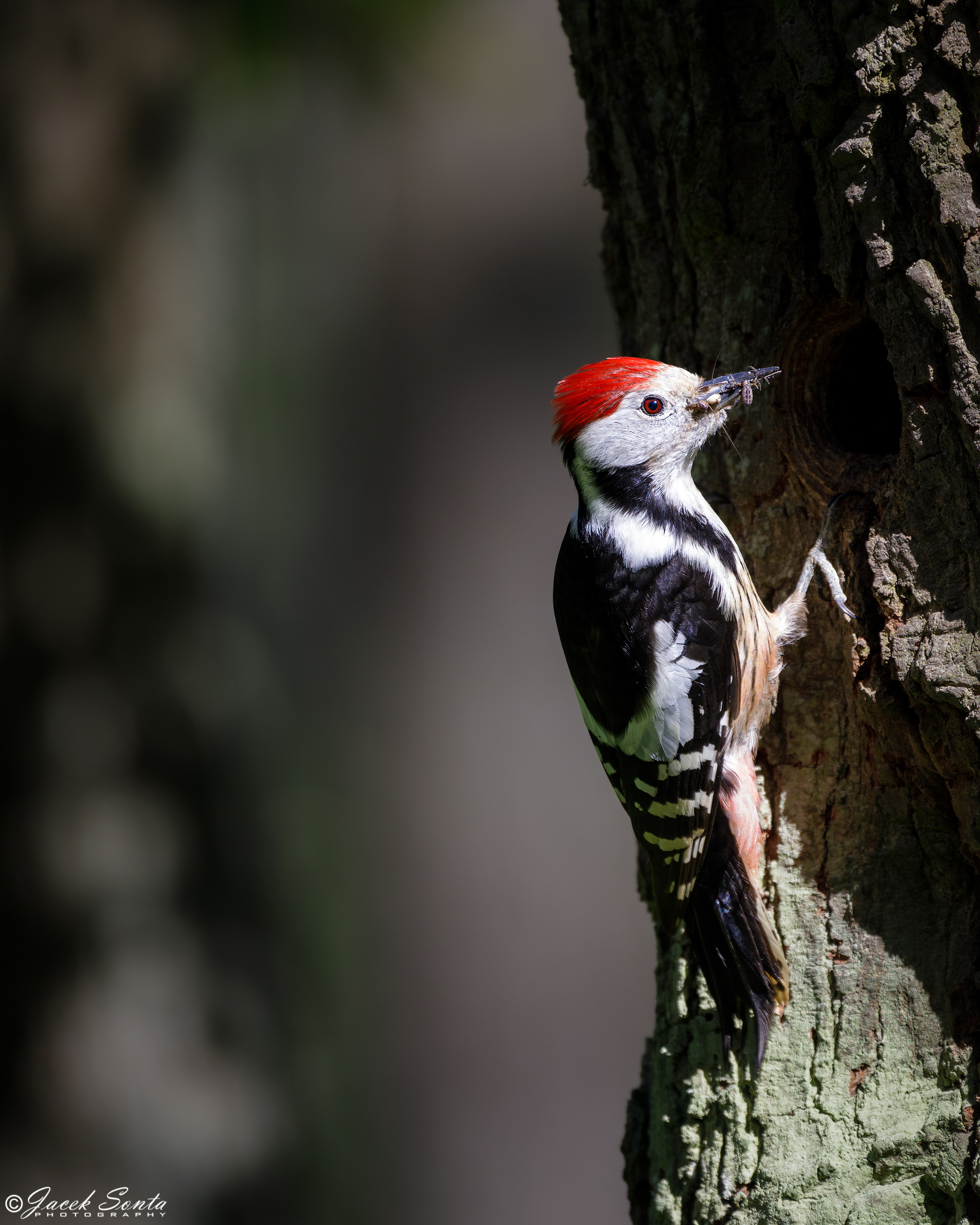 ID120524 - Dzięcioł średni - Middle spotted woodpecker #2