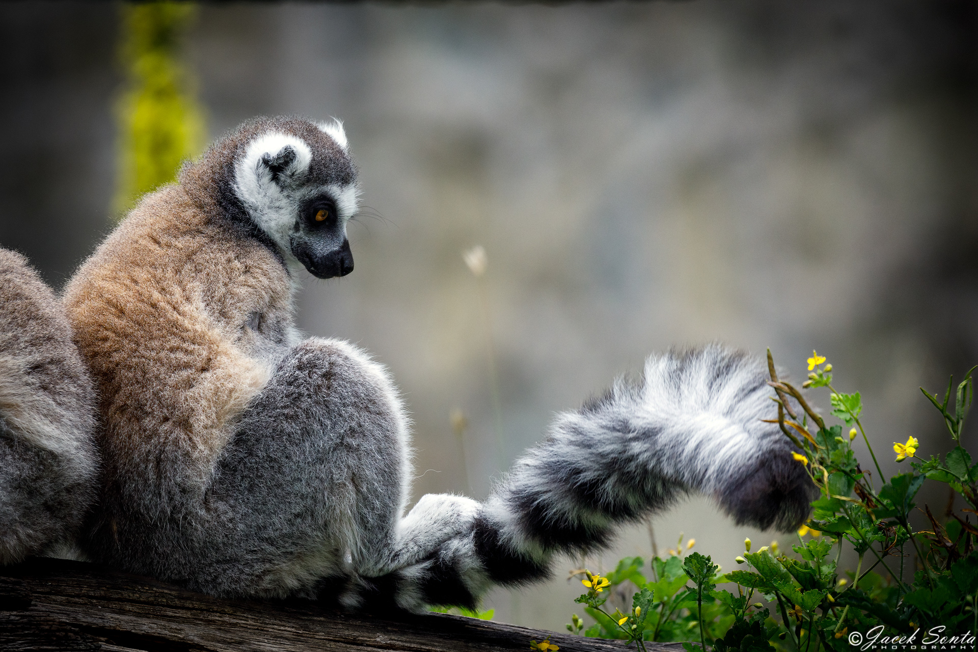 Lemur katta - Julian