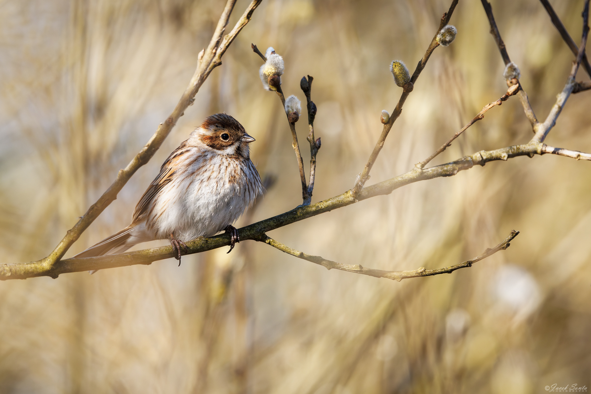 ID180426 - Potrzos-Schoeniclus schoeniclus-Reed bunting