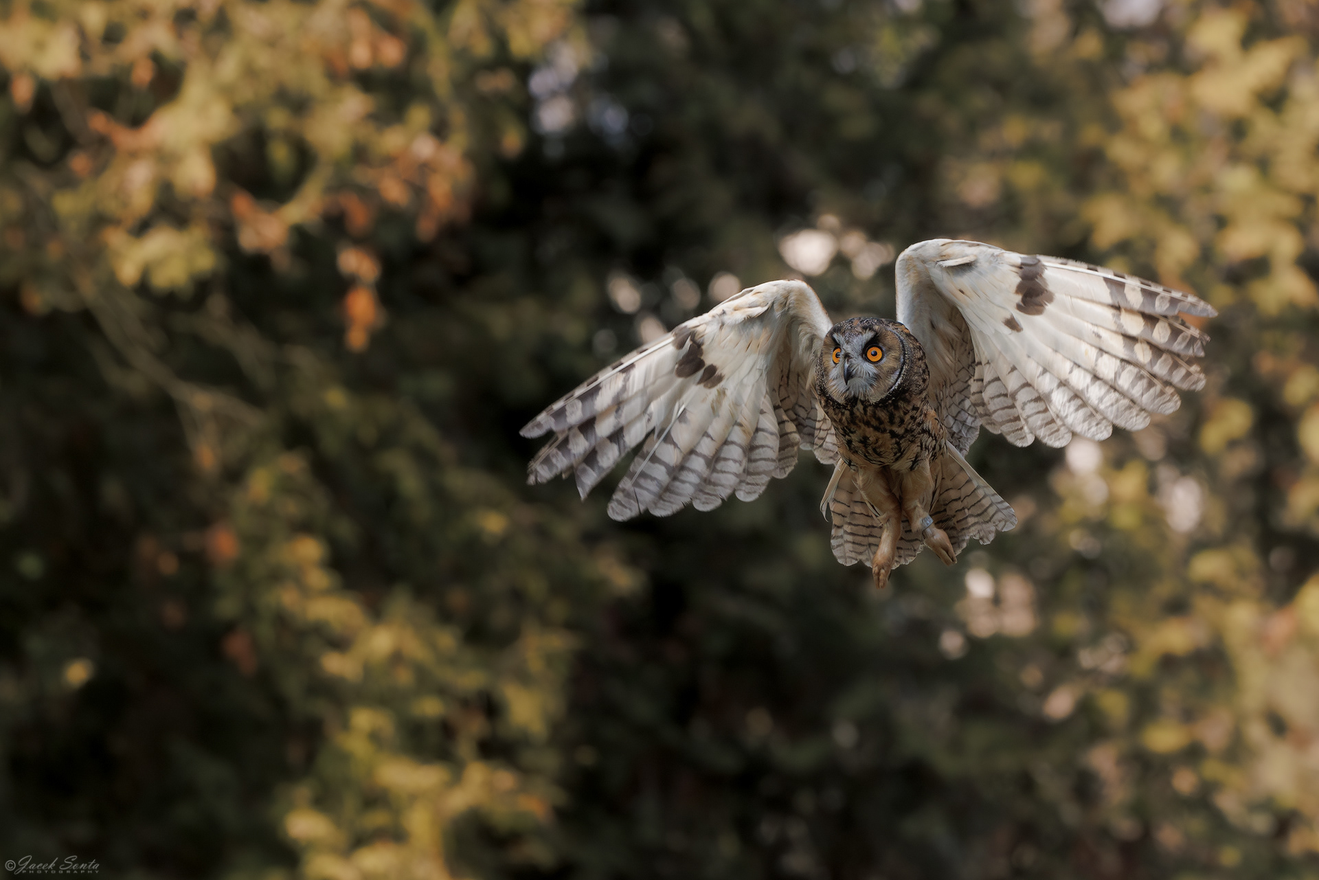 ID180326 - Sowa uszata-Asio otus-Long-eared ow #2