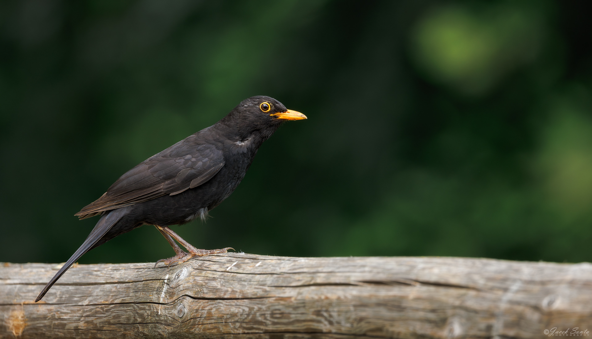 ID300626 - Kos-Turdus merula-Blackbird