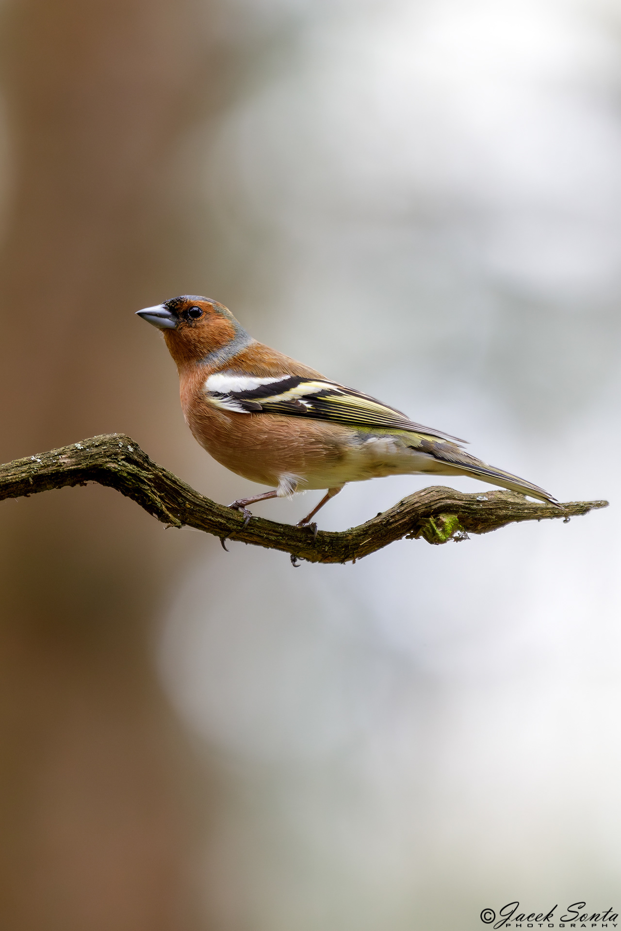 ID060424-Chaffinch - Zięba #2