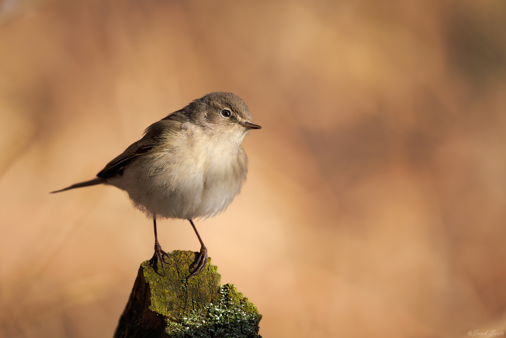 ID220326 - Pierwiosnek