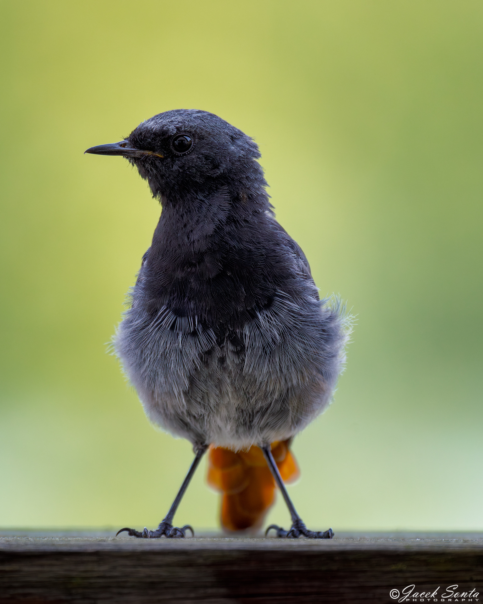 ID040824 - Black redstart - Kopciuszek #2