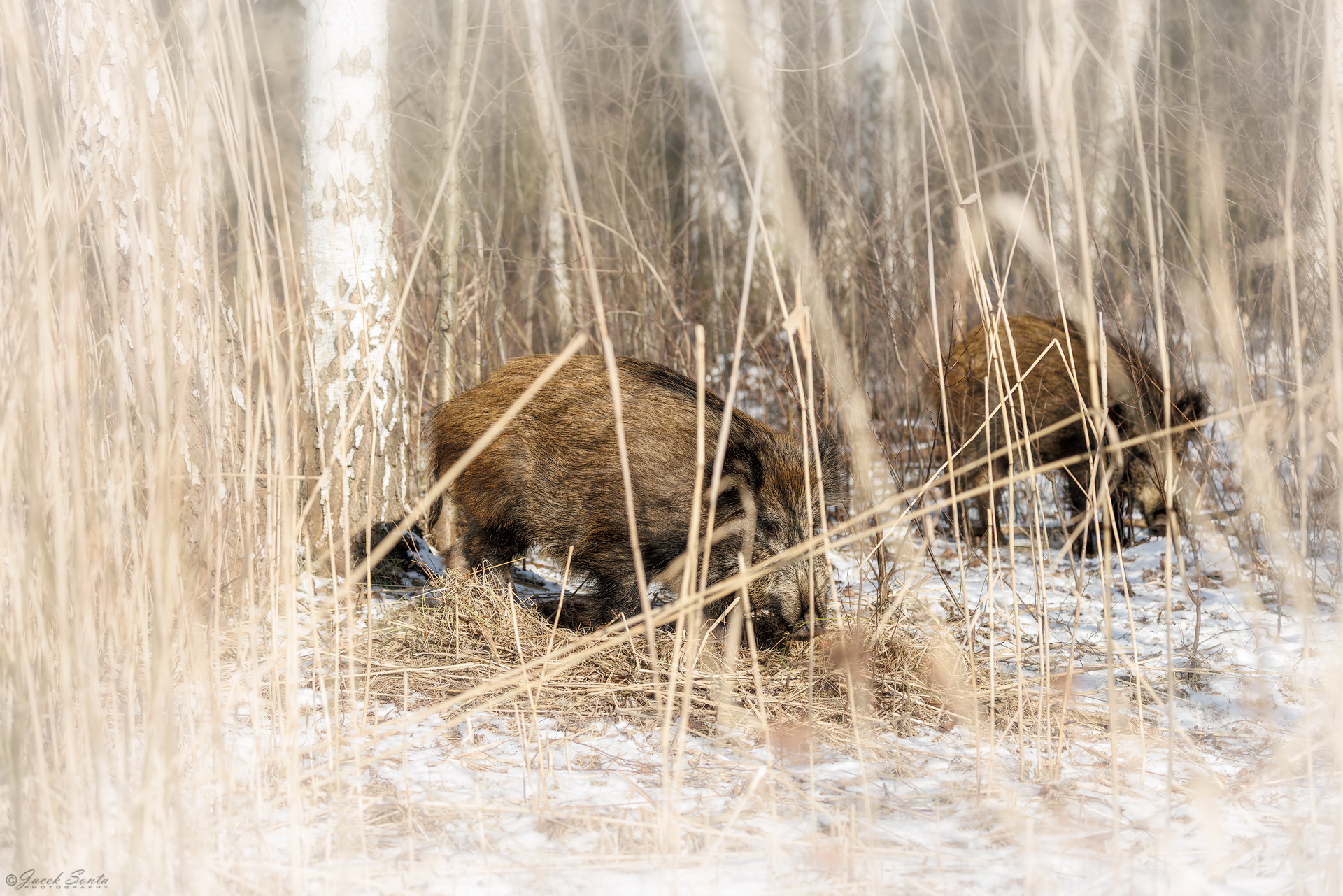 ID310126 - Dzik - Wild boar #2