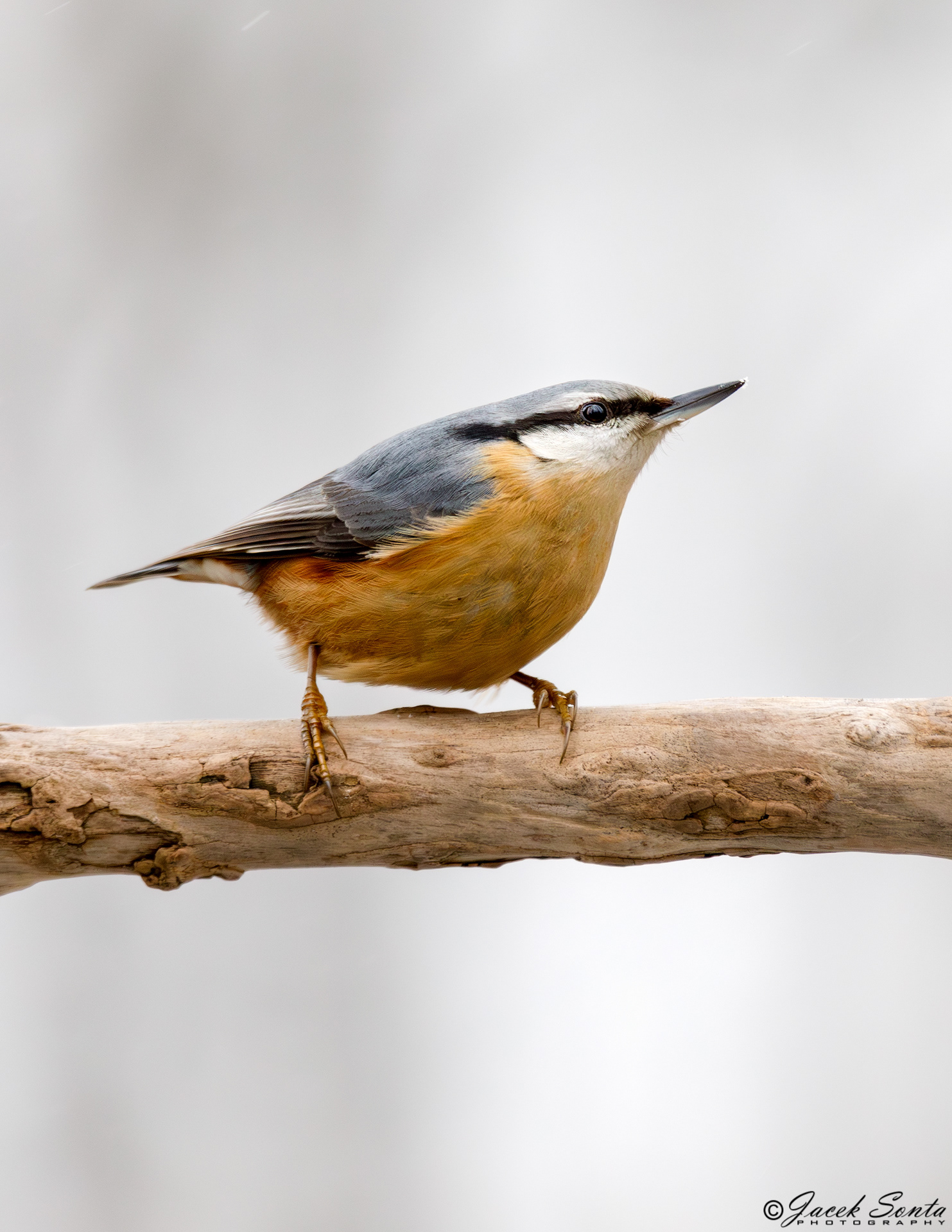 ID070124-Nuthatch - Kowalik
