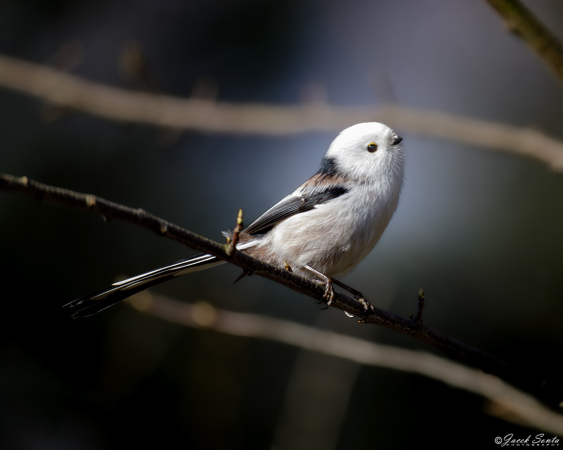 ID250224-Long-tailed tit - Raniuszek #2