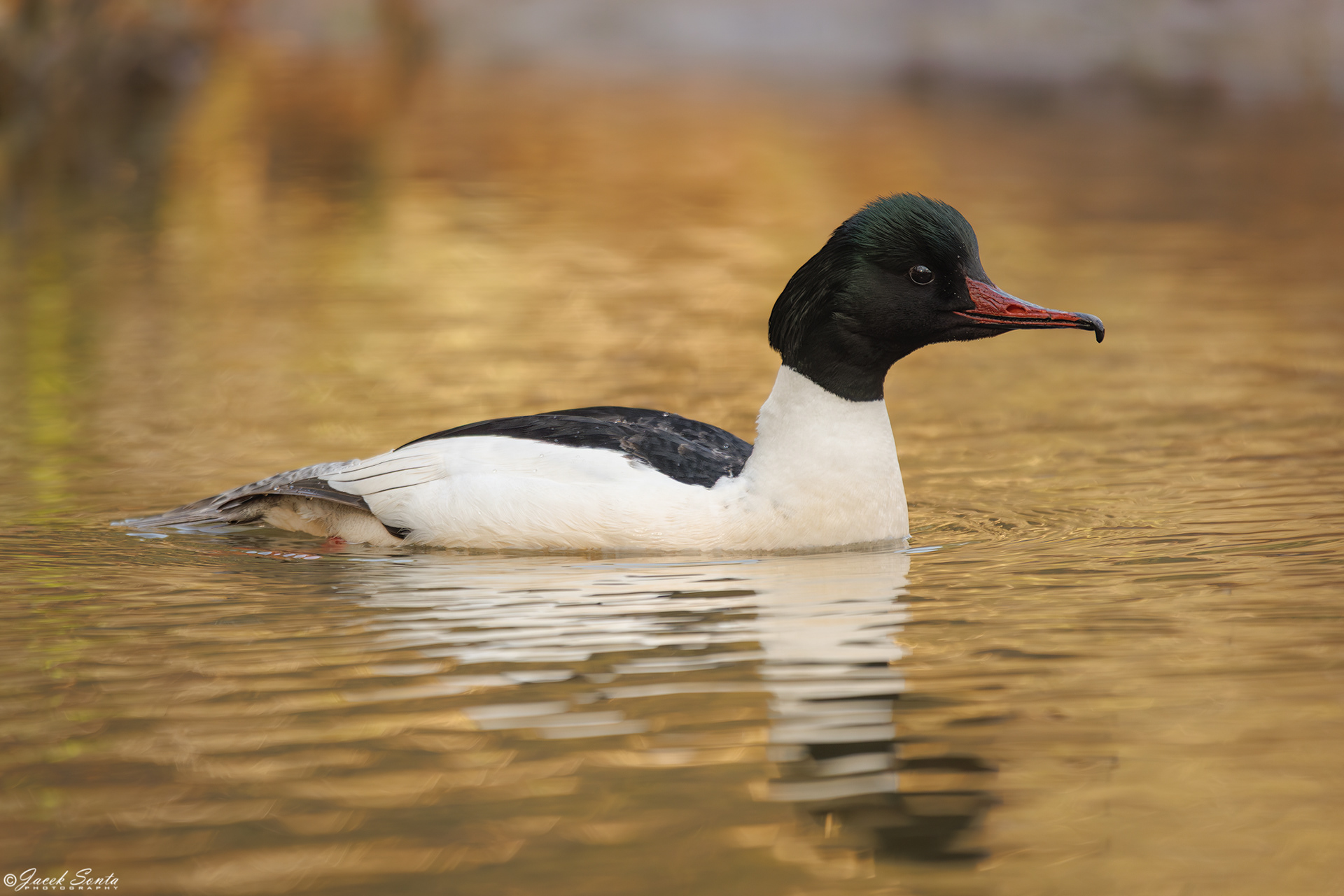ID290325 - Nurogęś - Merganser Male