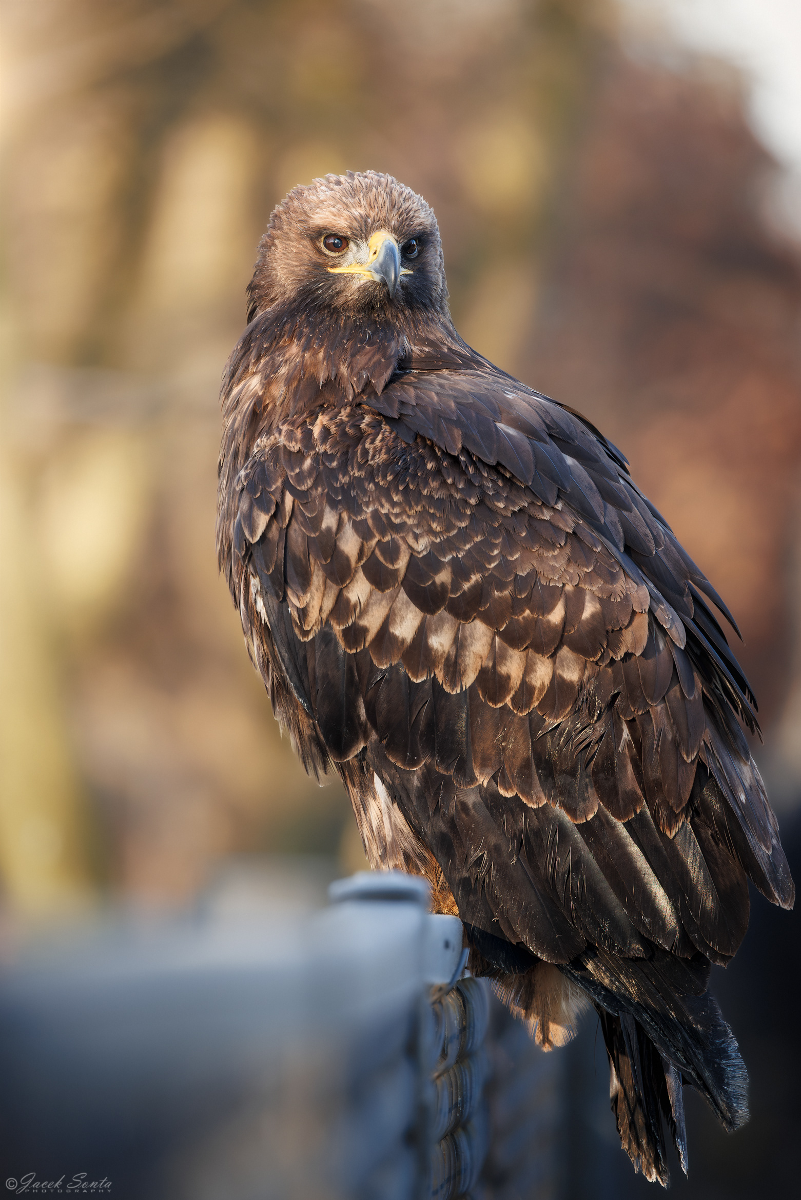 ID26022026 - Orzeł stepowy - Steppe eagle #4