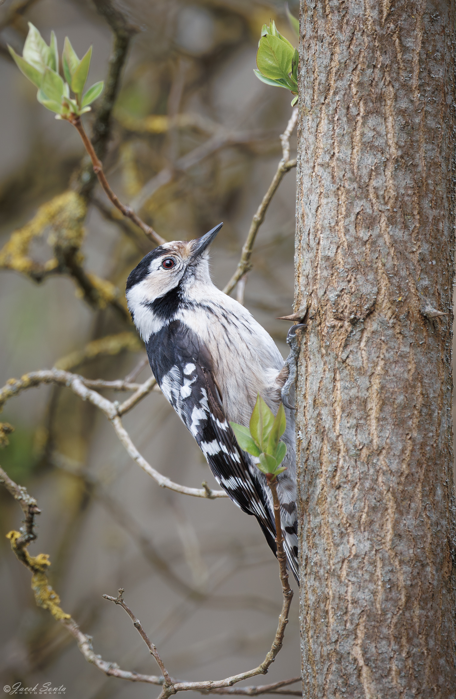 ID120426 - Dzięciołek-Dryobates minor-Lesser spotted woodpecker