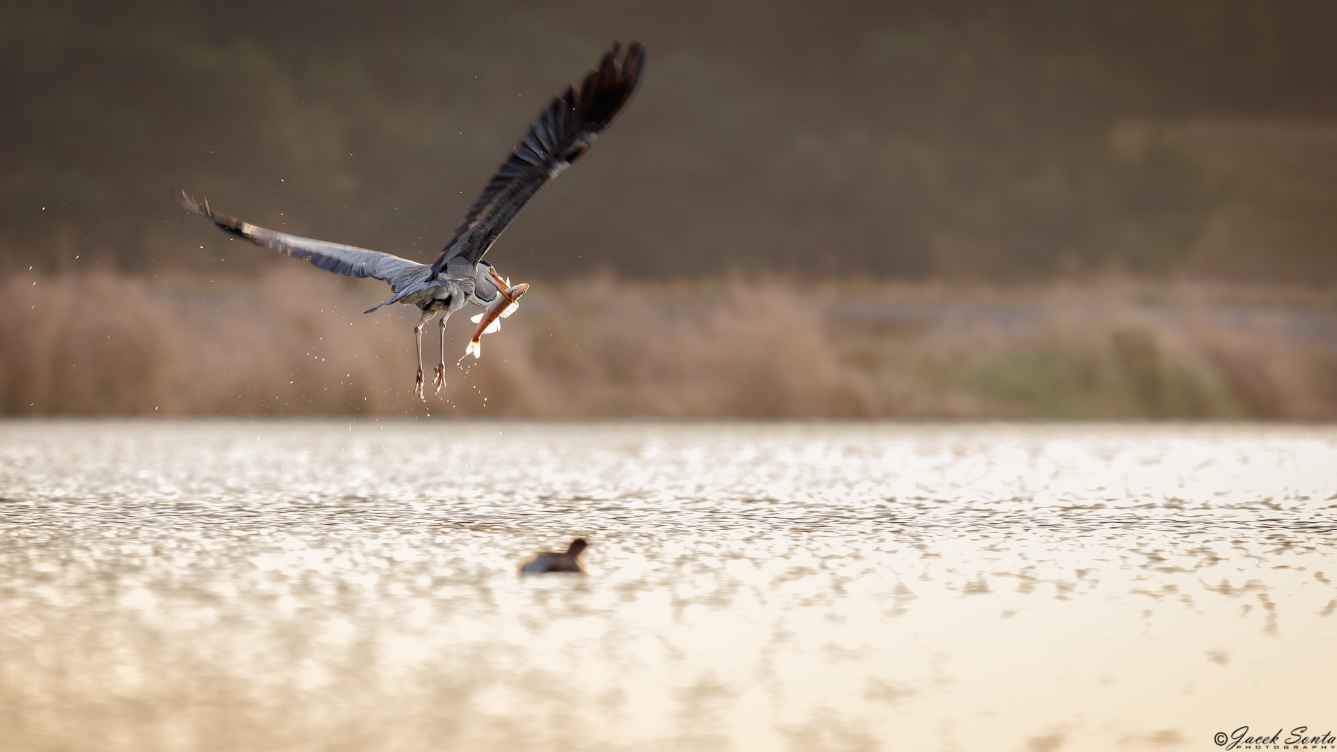 ID211224 - Czapla siwa