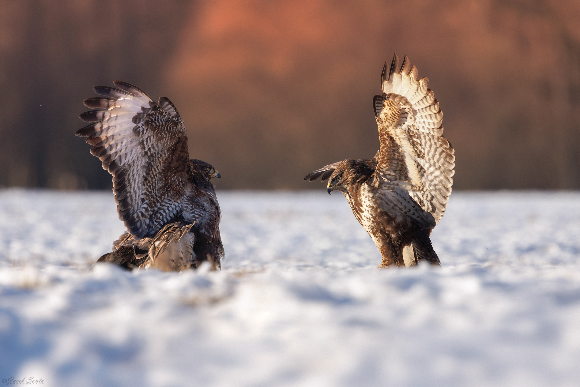 ID01022026 - Myszołów - Buzzard #6