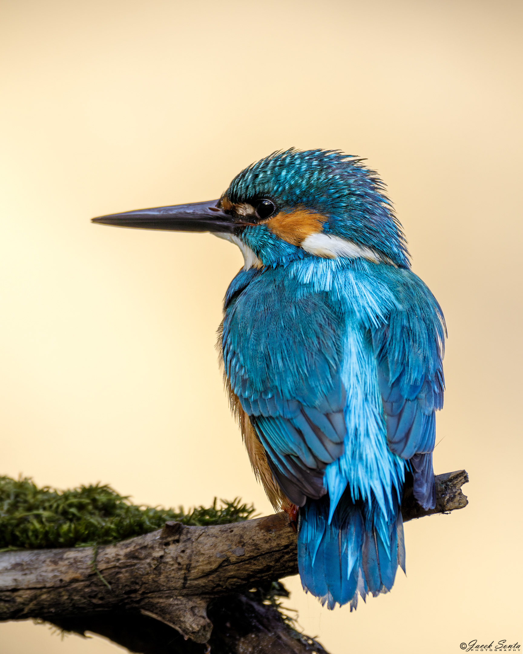 ID020524-Kingfisher - Zimorodek #4
