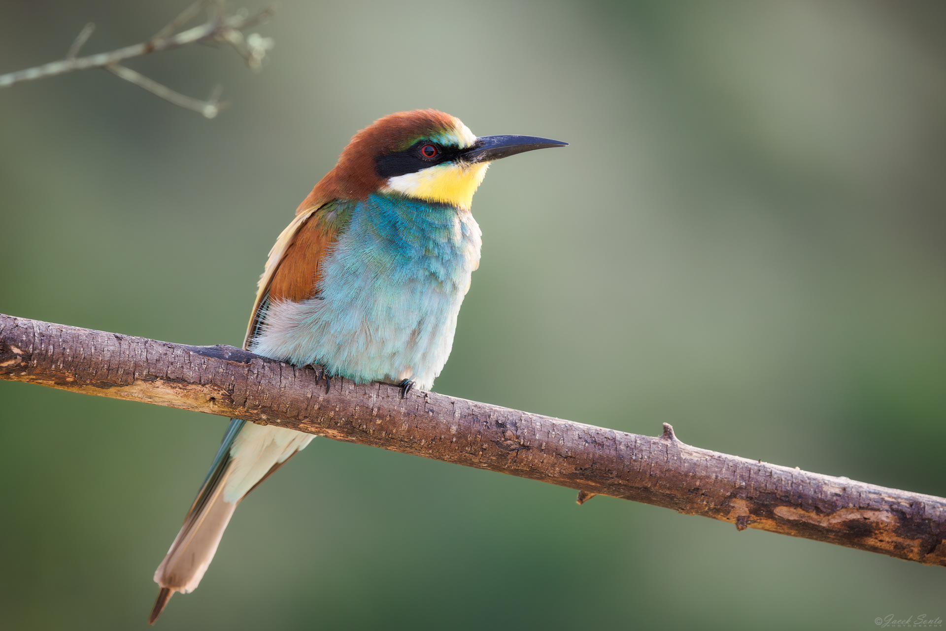 ID190726 - Żołna-Merops apiaster-Bee-eater #2