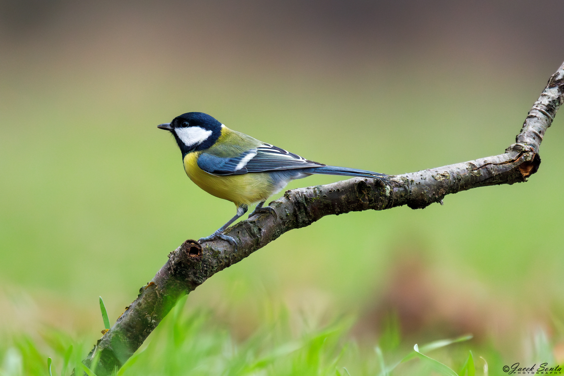 ID181223-Great tit-Bogatka