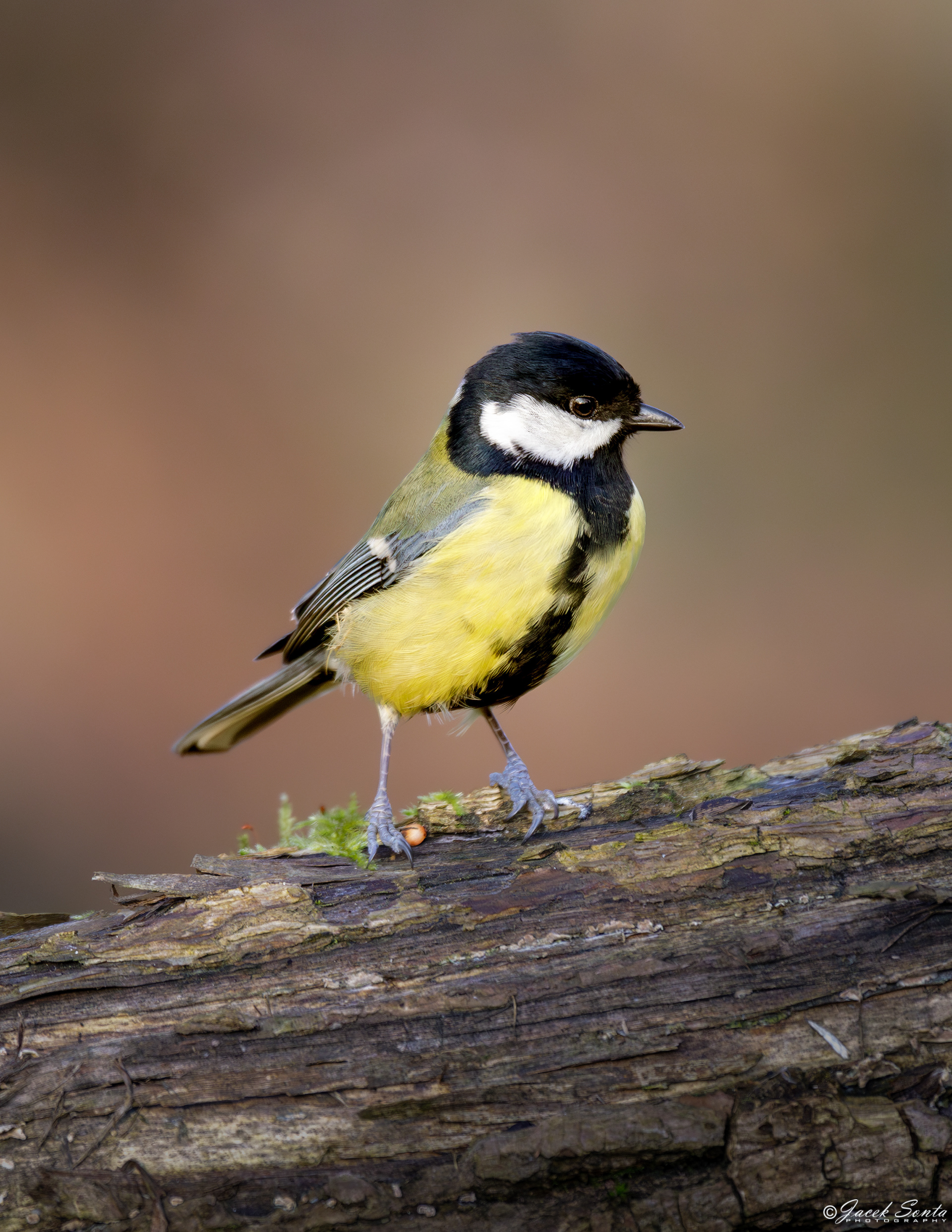 ID030324-Great tit - Bogatka