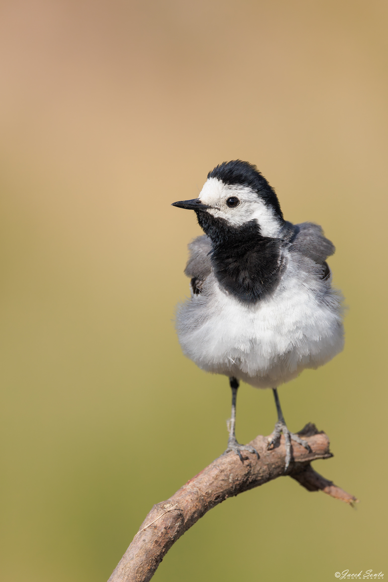 ID220626 - Pliszka siwa-Motacilla alba-White wagtail